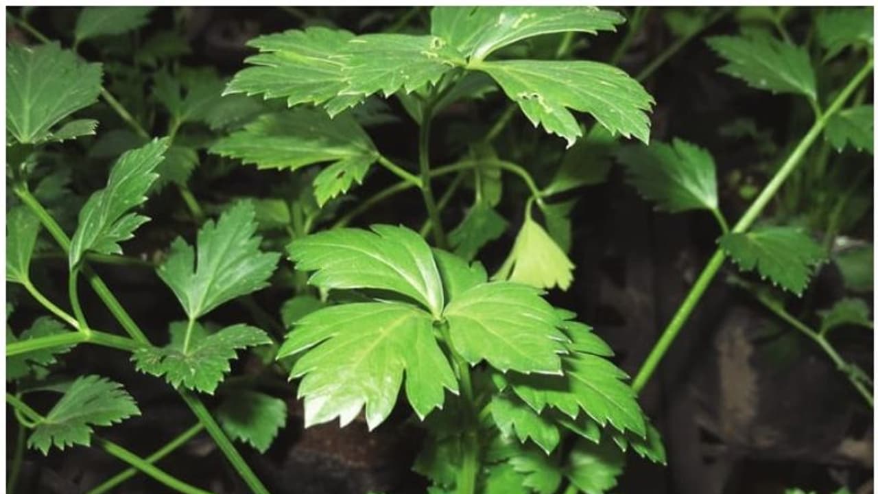 കാരം സീഡ് അഥവാ അയമോദകം ; എളുപ്പത്തില് വളരുന്ന ഔഷധസസ്യം കാരം സീഡ് അഥവാ അയമോദകം ; എളുപ്പത്തില് വളരുന്ന ഔഷധസസ്യം