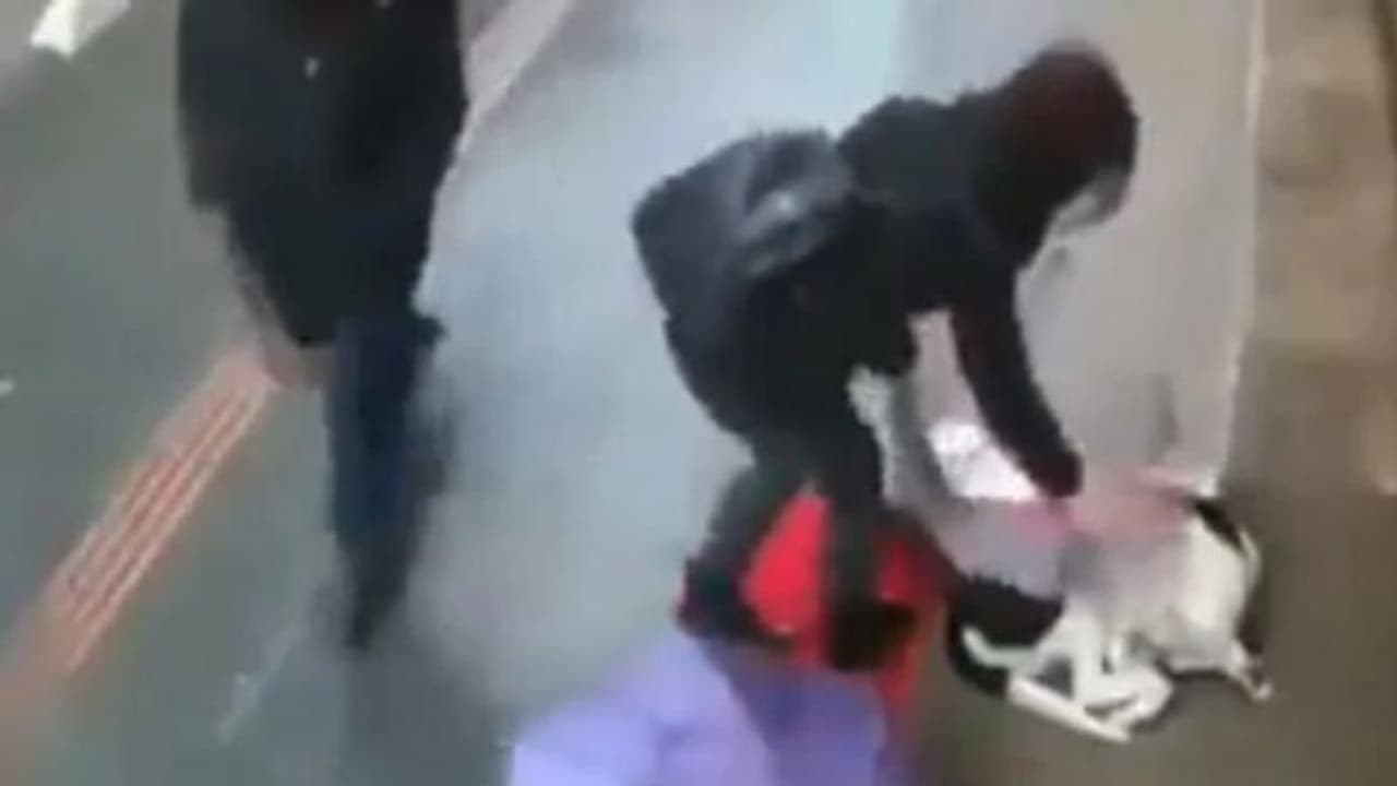 മഴയില് വിറച്ചുകിടക്കുന്ന തെരുവുനായയ്ക്ക് നനുത്ത സമ്മാനവുമായി പെണ്കുട്ടി, ഹൃദ്യം ഈ ദൃശ്യം മഴയില് വിറച്ചുകിടക്കുന്ന തെരുവുനായയ്ക്ക് നനുത്ത സമ്മാനവുമായി പെണ്കുട്ടി, ഹൃദ്യം ഈ ദൃശ്യം