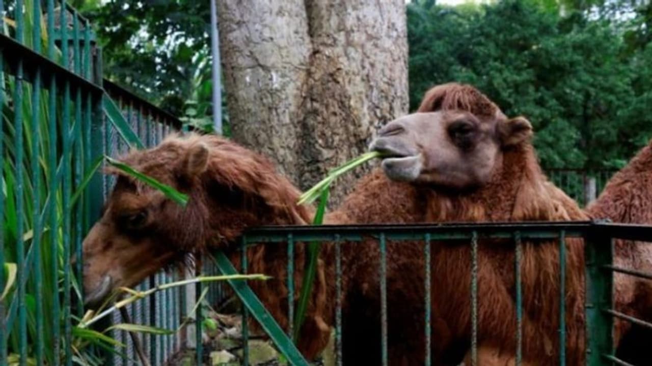 പൂക്കള്‍ വിറ്റാണ് പണം കണ്ടെത്തുന്നത്, കൊവിഡ് കാലത്ത് പിടിച്ചുനില്‍ക്കാനാകാതെ 1400 മൃഗങ്ങളുള്ള മൃഗശാല