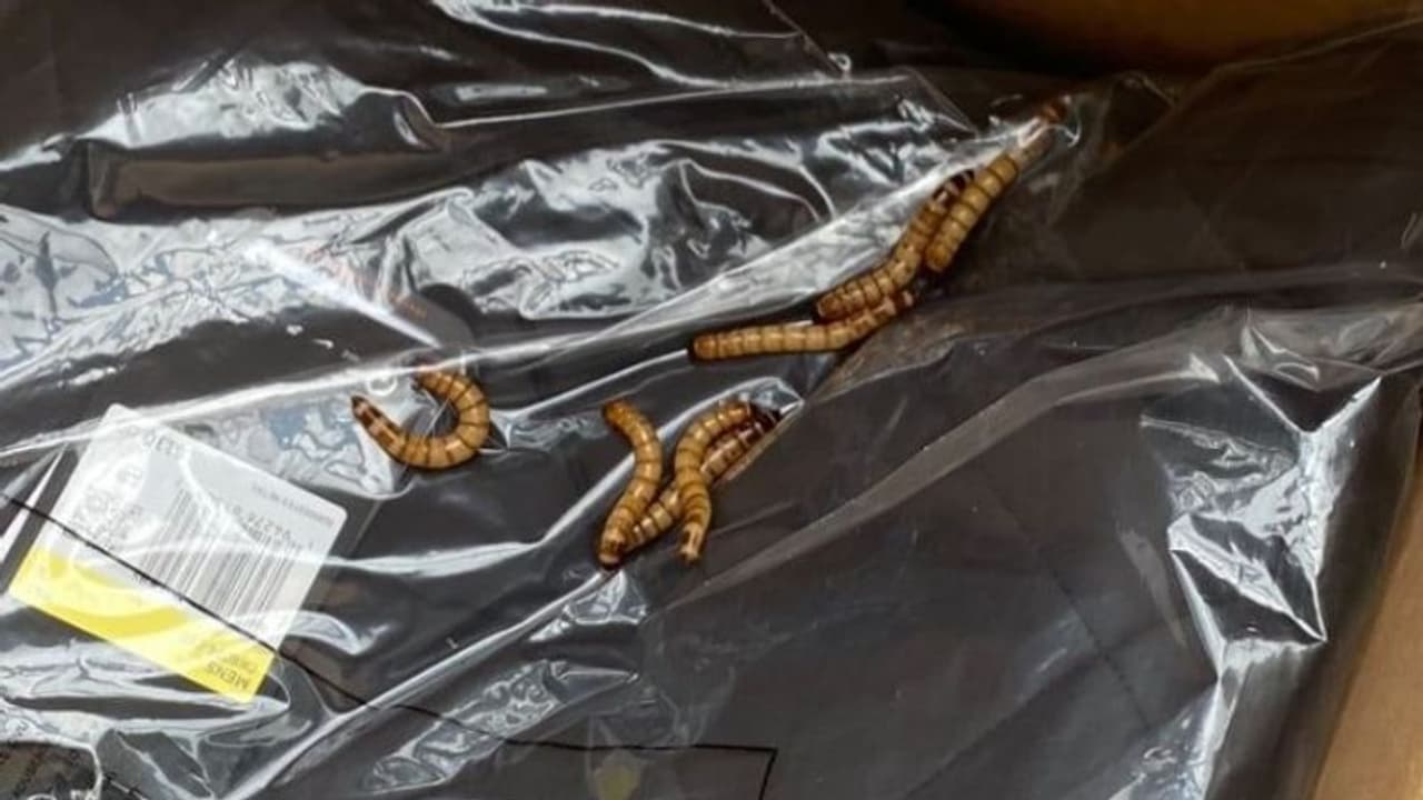 নাইকির ডেলিভারি বাক্সে পোষাকের সঙ্গে 'ফ্রি'তে এল পোকা, সোশ্যাল মিডিয়ায় ভাইরাল সেই ছবি নাইকির ডেলিভারি বাক্সে পোষাকের সঙ্গে 'ফ্রি'তে এল পোকা, সোশ্যাল মিডিয়ায় ভাইরাল সেই ছবি