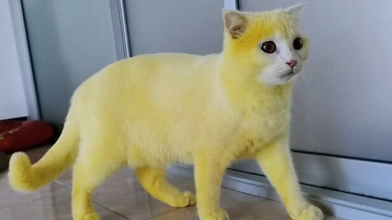 മഞ്ഞപ്പൂച്ചയോ? അന്തം വിട്ട് സോഷ്യൽ മീഡിയ; സംഭവിച്ചത് ഒരബദ്ധം...