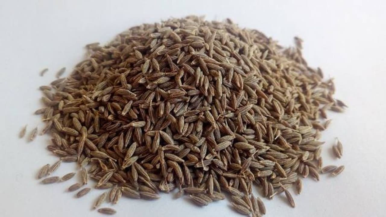 പ്രതിരോധശേഷി തരും ജീരകം; വിത്ത് മുളപ്പിച്ച് കൃഷി ചെയ്യാം പ്രതിരോധശേഷി തരും ജീരകം; വിത്ത് മുളപ്പിച്ച് കൃഷി ചെയ്യാം