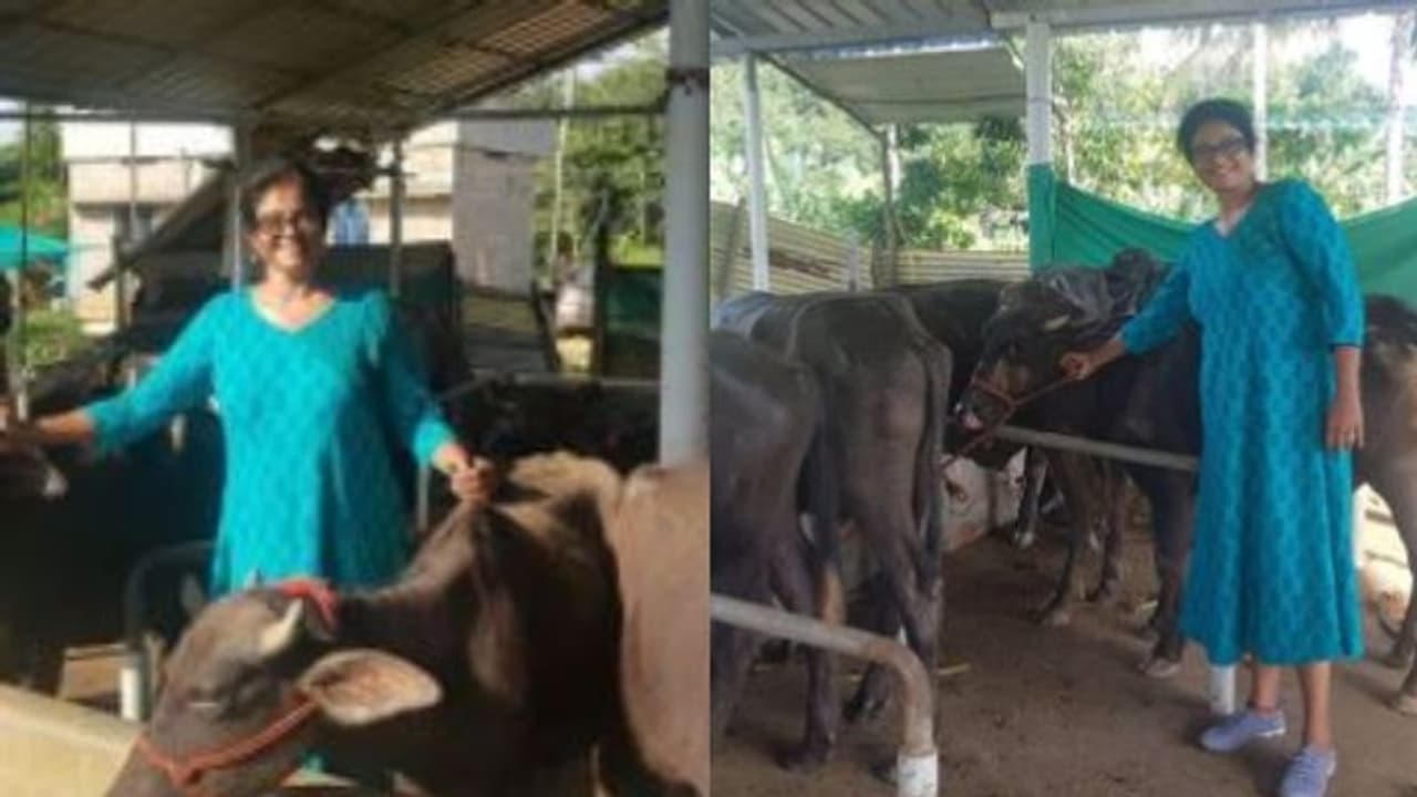 'ബെല്ലാരി മഞ്ജു'; ഹരിയാനയിൽ നിന്ന് പോത്തുകളെ ഇറക്കി മഞ്ജു പിള്ള 'ബെല്ലാരി മഞ്ജു'; ഹരിയാനയിൽ നിന്ന് പോത്തുകളെ ഇറക്കി മഞ്ജു പിള്ള