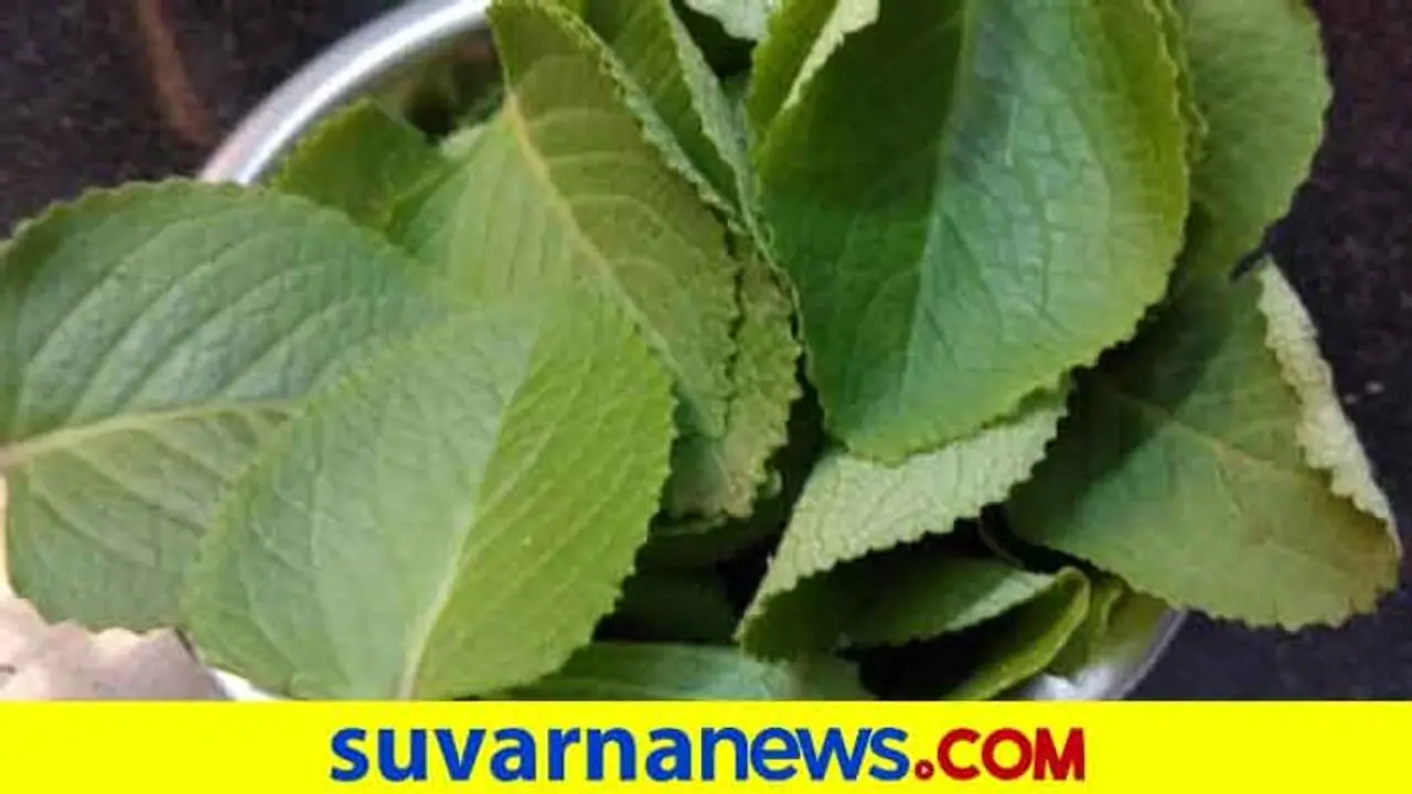 ರೋಗನಿರೋಧಕ ಶಕ್ತಿ ಹೆಚ್ಚಿಸೋ ದೊಡ್ಡಪತ್ರೆ ಎಲೆಯ ಖಾದ್ಯಗಳು ರೋಗನಿರೋಧಕ ಶಕ್ತಿ ಹೆಚ್ಚಿಸೋ ದೊಡ್ಡಪತ್ರೆ ಎಲೆಯ ಖಾದ್ಯಗಳು