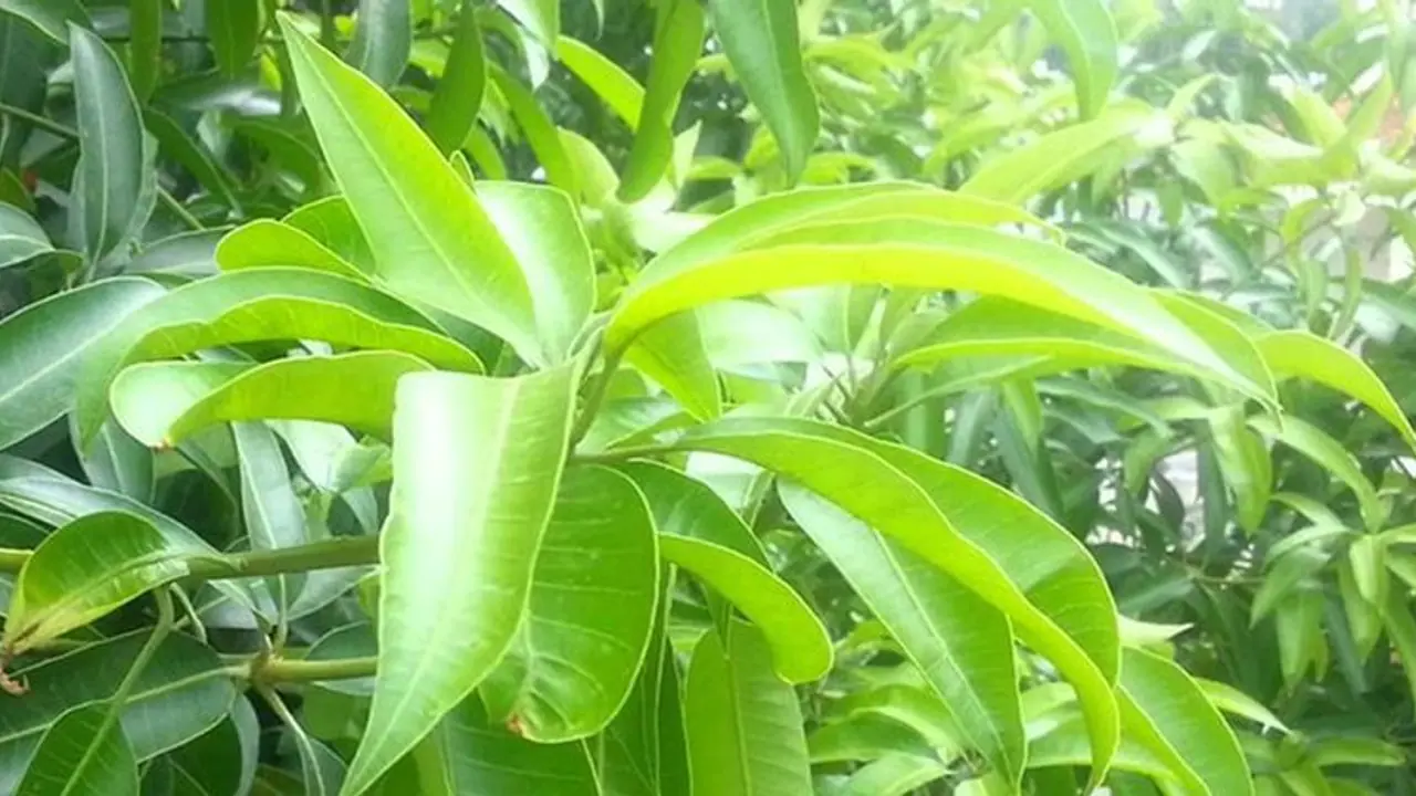 নববর্ষে মেনে চলুন আম্রপল্লবের টোটকা, বাস্তু দোষ দূর হবে এই উপায় নববর্ষে মেনে চলুন আম্রপল্লবের টোটকা, বাস্তু দোষ দূর হবে এই উপায়