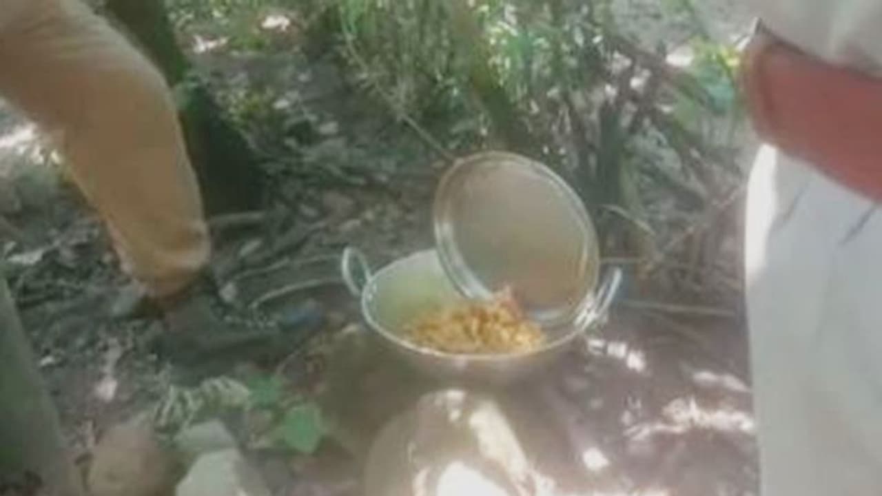 এবার জংলী শুকরের মাংসে 'ভুরিভোজ', ডুয়ার্সের জঙ্গলে বিপন্ন বন্যপ্রাণ এবার জংলী শুকরের মাংসে 'ভুরিভোজ', ডুয়ার্সের জঙ্গলে বিপন্ন বন্যপ্রাণ