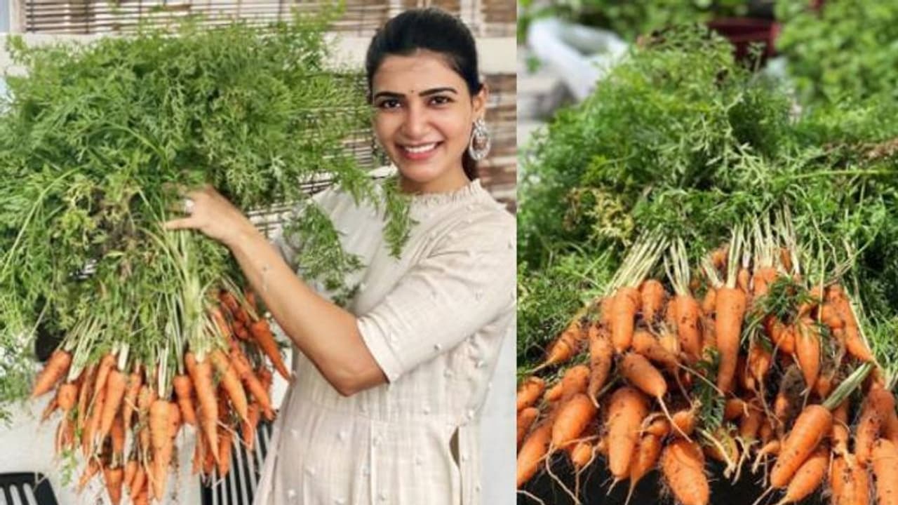 'ഇനിയങ്ങോട്ട് വീട്ടില് ക്യാരറ്റ് വിഭവങ്ങളാണ്'; ചിത്രങ്ങൾ പങ്കുവച്ച് സാമന്ത 'ഇനിയങ്ങോട്ട് വീട്ടില് ക്യാരറ്റ് വിഭവങ്ങളാണ്'; ചിത്രങ്ങൾ പങ്കുവച്ച് സാമന്ത