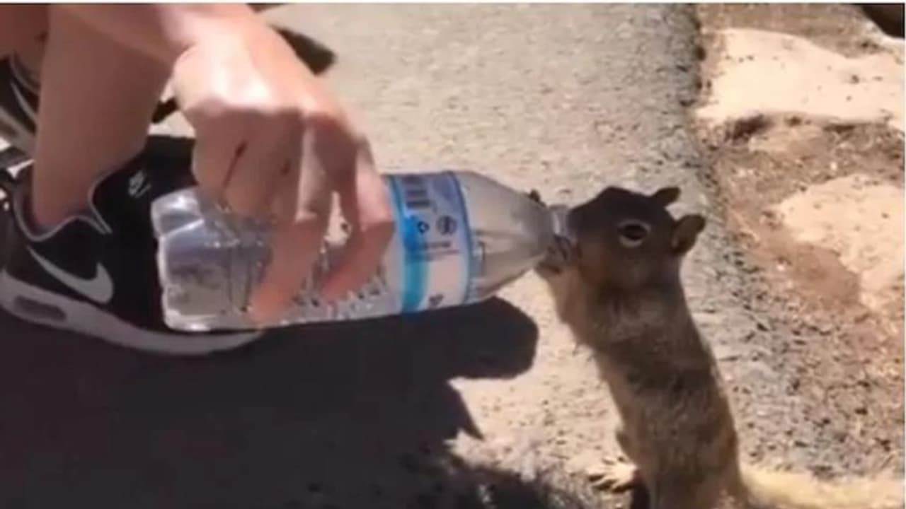 അണ്ണാന് കുഞ്ഞിനെ കുപ്പിയില് നിന്ന് വെള്ളം കുടിക്കാന് സഹായിച്ച് സന്ദര്ശകന് അണ്ണാന് കുഞ്ഞിനെ കുപ്പിയില് നിന്ന് വെള്ളം കുടിക്കാന് സഹായിച്ച് സന്ദര്ശകന്