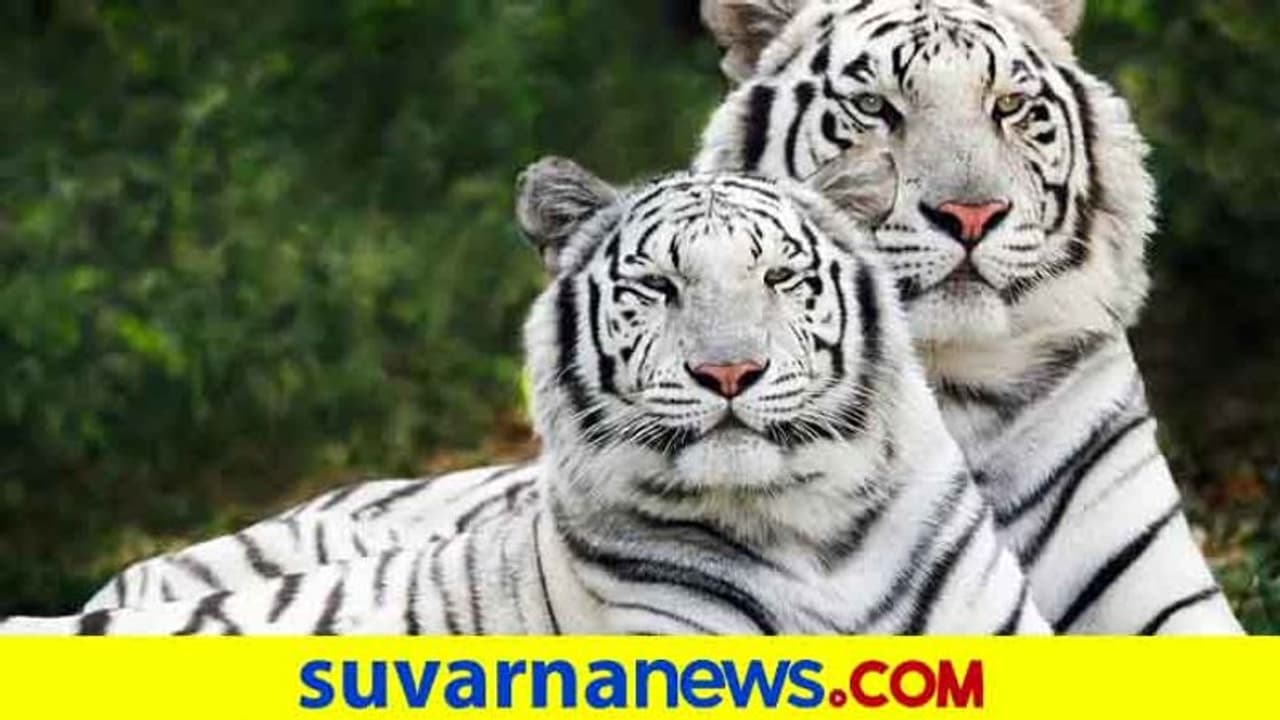 ಬಳ್ಳಾರಿ: ಕಮಲಾಪುರದ ಝೂಗೆ ಬಿಳಿ ಹುಲಿ ಆಗಮನ ಬಳ್ಳಾರಿ: ಕಮಲಾಪುರದ ಝೂಗೆ ಬಿಳಿ ಹುಲಿ ಆಗಮನ