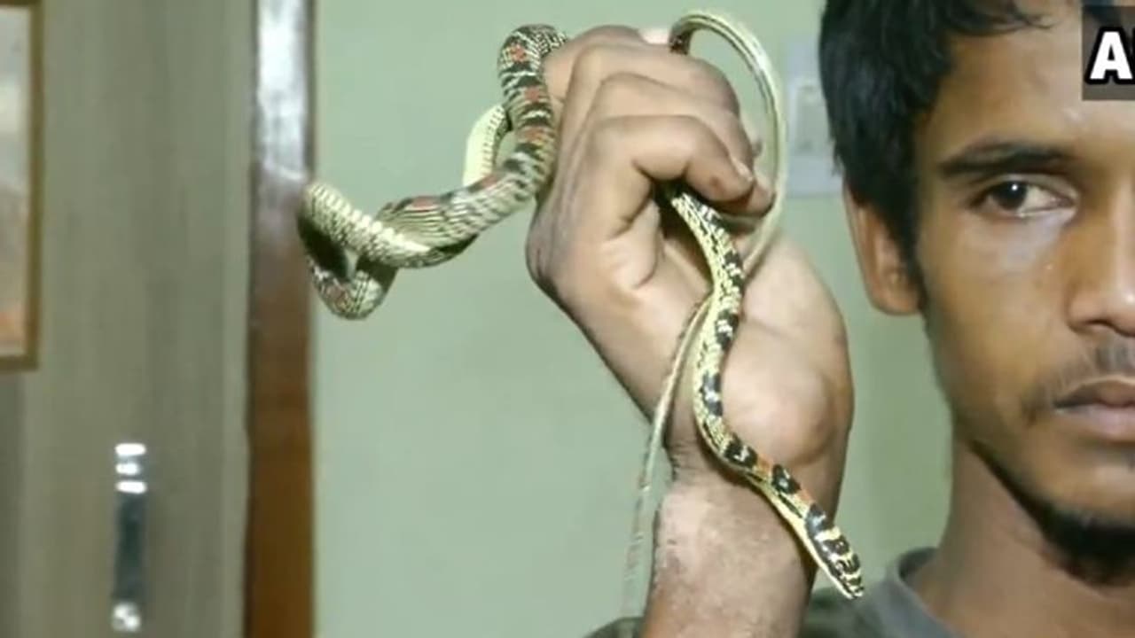 ওড়িশা থেকে উদ্ধার উড়ন্ত সাপ, আপনিও দেখেনিন বিরল প্রজাতির সাপের ভিডিও ওড়িশা থেকে উদ্ধার উড়ন্ত সাপ, আপনিও দেখেনিন বিরল প্রজাতির সাপের ভিডিও