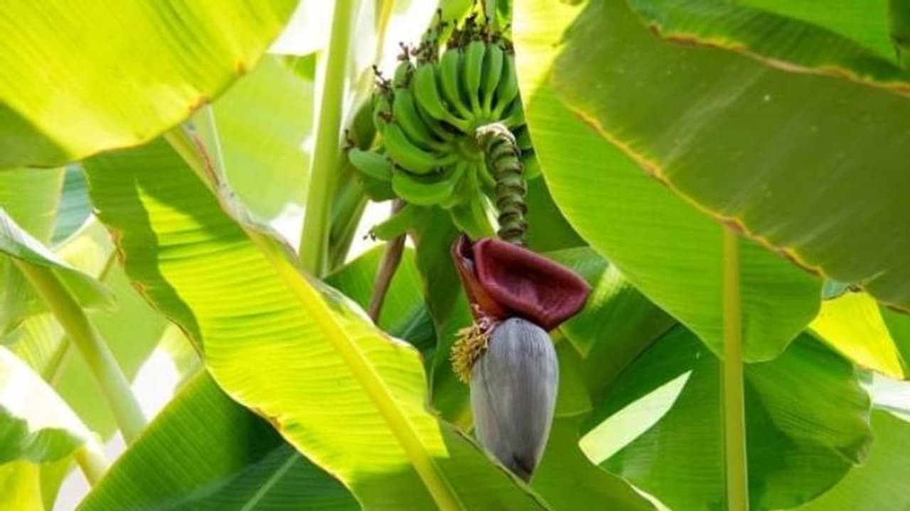 സ്ഥലപരിമിതി വിഷയമല്ല, കുഞ്ഞന് വാഴകള് പാത്രങ്ങളിലും വളര്ത്താം, രുചിയുള്ള പഴങ്ങള് വിളവെടുക്കാം... സ്ഥലപരിമിതി വിഷയമല്ല, കുഞ്ഞന് വാഴകള് പാത്രങ്ങളിലും വളര്ത്താം, രുചിയുള്ള പഴങ്ങള് വിളവെടുക്കാം...