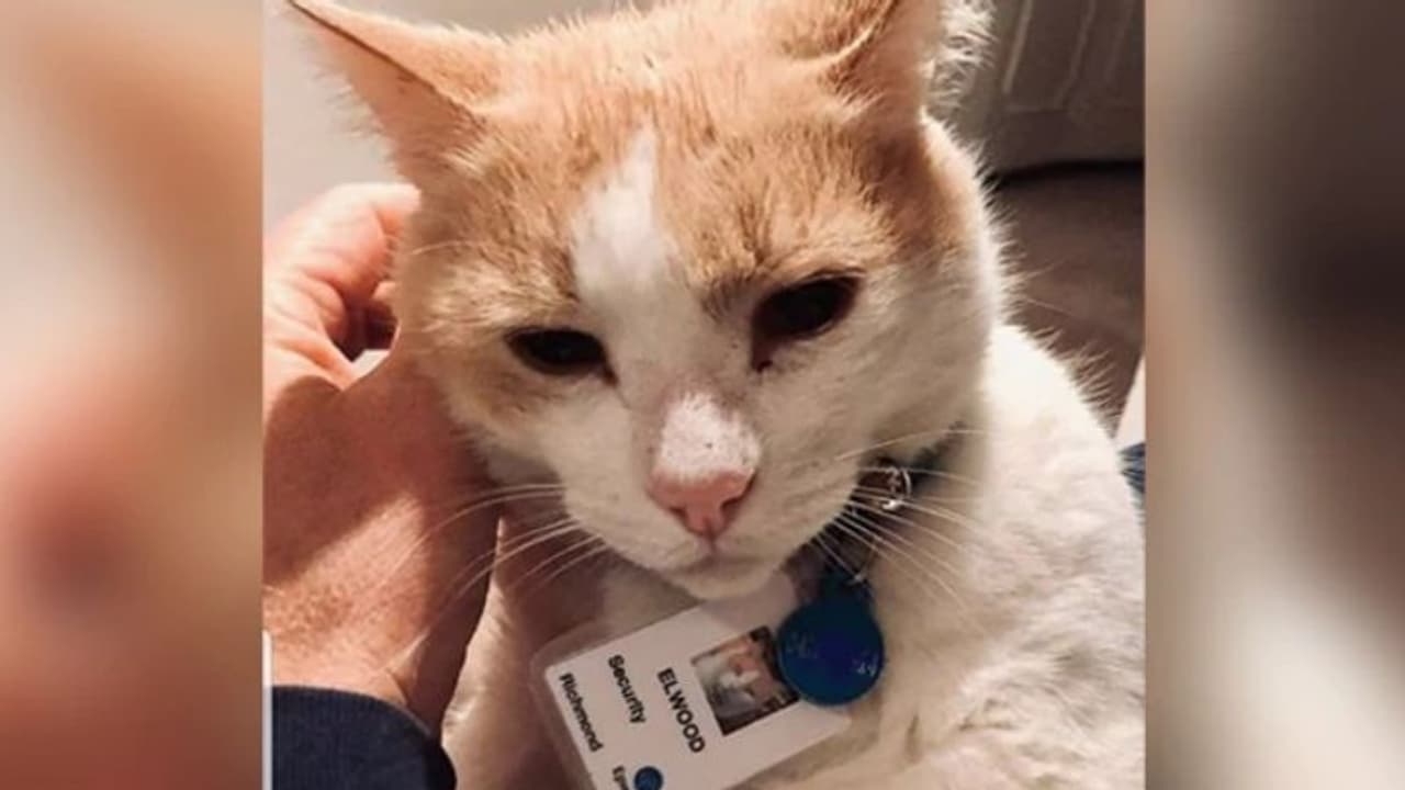 ആശുപത്രിയില് സെക്യൂരിറ്റി ജീവനക്കാരനായി പൂച്ച; ഇതൊരു രസികന് കഥ തന്നെ! ആശുപത്രിയില് സെക്യൂരിറ്റി ജീവനക്കാരനായി പൂച്ച; ഇതൊരു രസികന് കഥ തന്നെ!