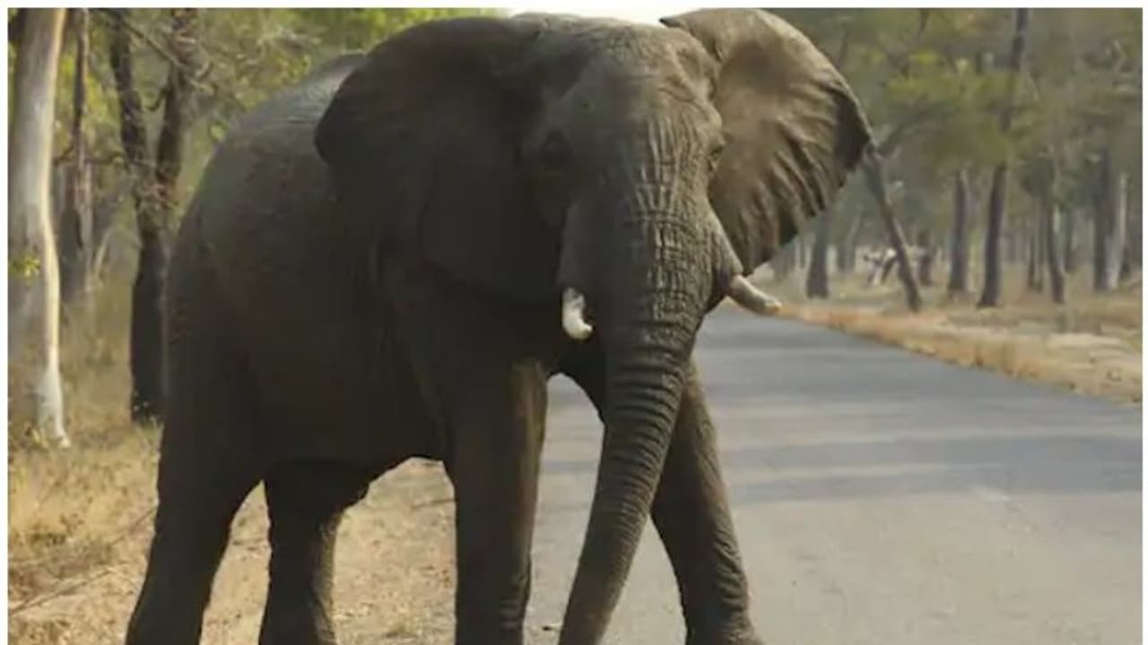 শ্বশুরবাড়ি থেকে ফেরার পথে হাতির হামলা, হাসপাতালে মৃত্যু সঙ্গে পাঞ্জা লড়ছেন যুবক
