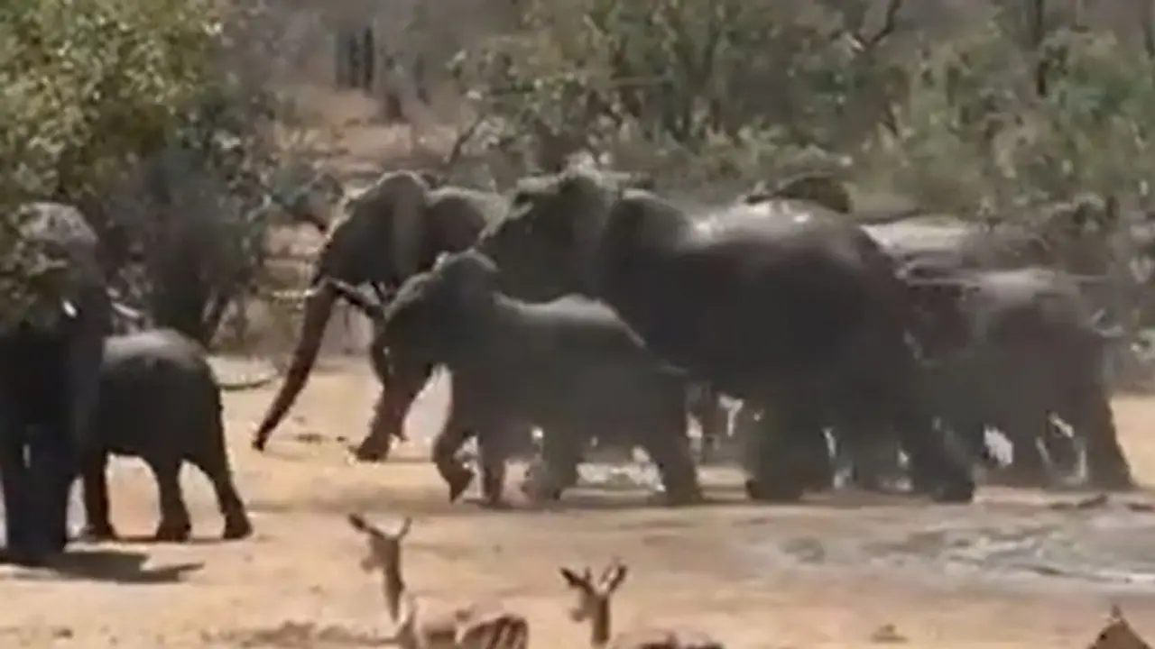 কথায় আছে হাতি যখন গর্তে পড়ে, ভাইরাল ভিডিওতে দেখুন হাতির গর্ত থেকে তুলে আনার ছবি