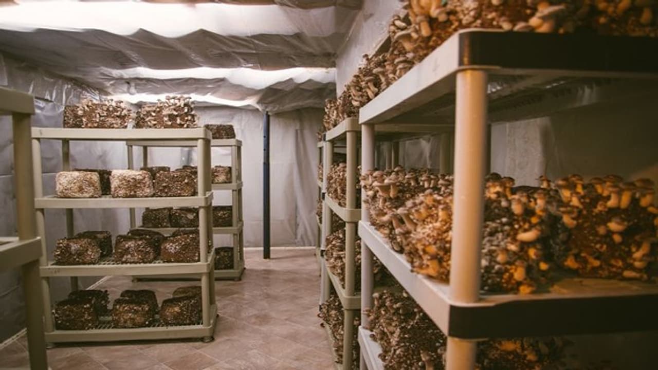 एक कमरे में भी कर सकते हैं मशरूम की खेती, सालाना होगा 3 लाख रुपए तक का इनकम