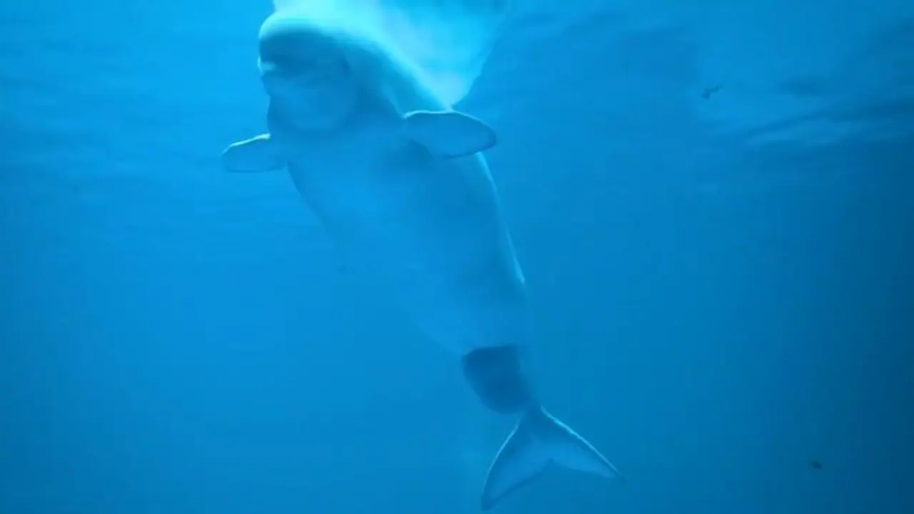 কেমন করে শাবকের জন্ম দিচ্ছে একটি তিমি, সেই ভাইরাল ভিডিও মন কাড়ল নেটিজেনদের