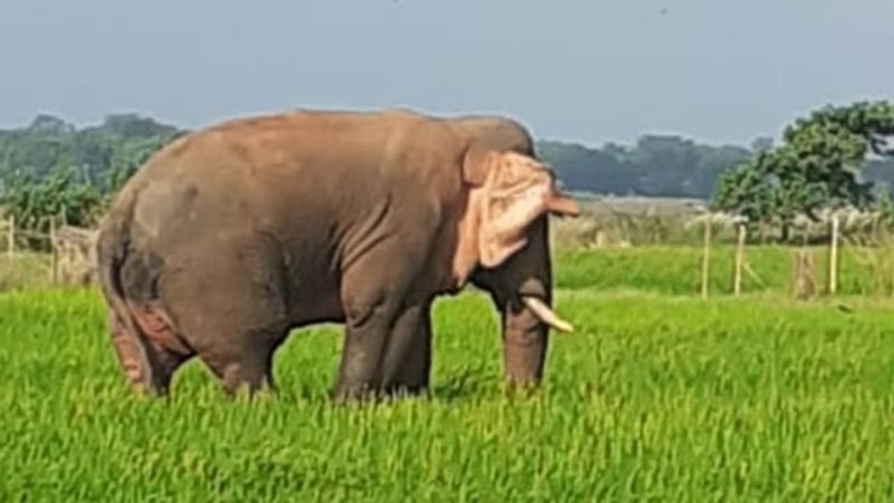 সেলফি তোলার জন্য ভিড়, ফের হাতি ঢুকল জঙ্গলমহলের গ্রামে সেলফি তোলার জন্য ভিড়, ফের হাতি ঢুকল জঙ্গলমহলের গ্রামে