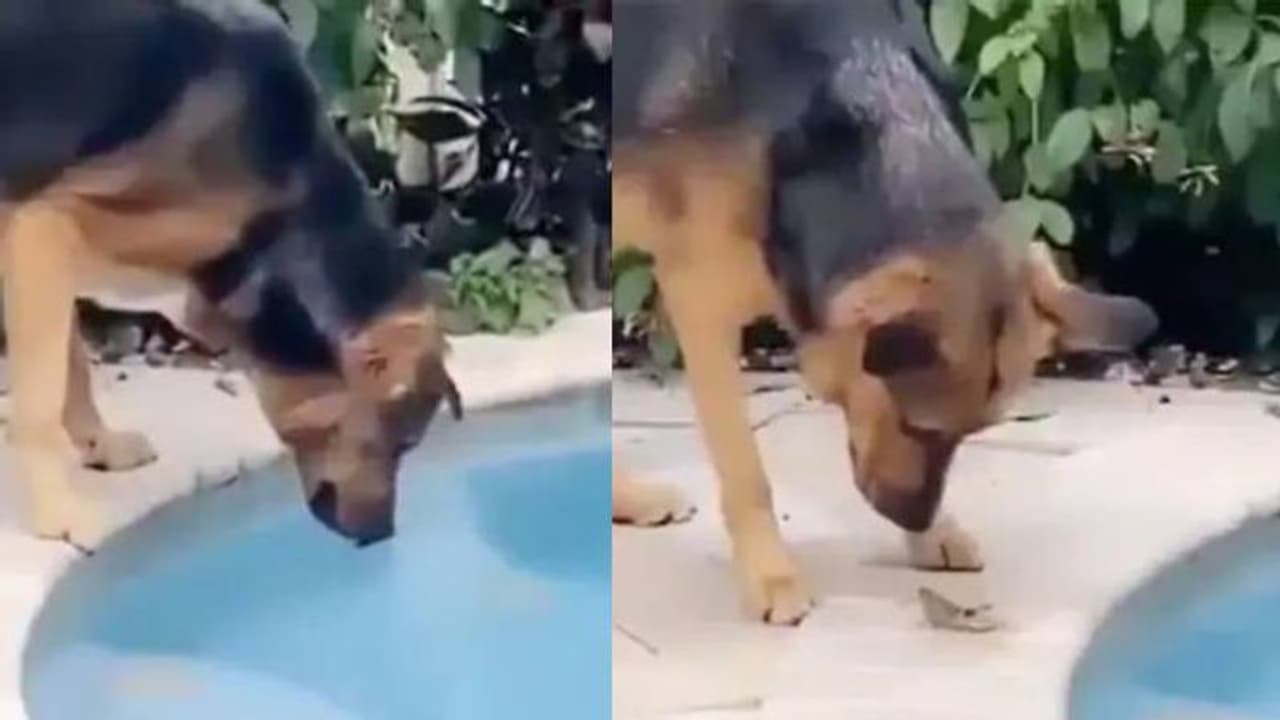 വെള്ളത്തില് വീണ പുല്ച്ചാടിയെ രക്ഷിച്ച് നായ; വൈറലായി വീഡിയോ വെള്ളത്തില് വീണ പുല്ച്ചാടിയെ രക്ഷിച്ച് നായ; വൈറലായി വീഡിയോ