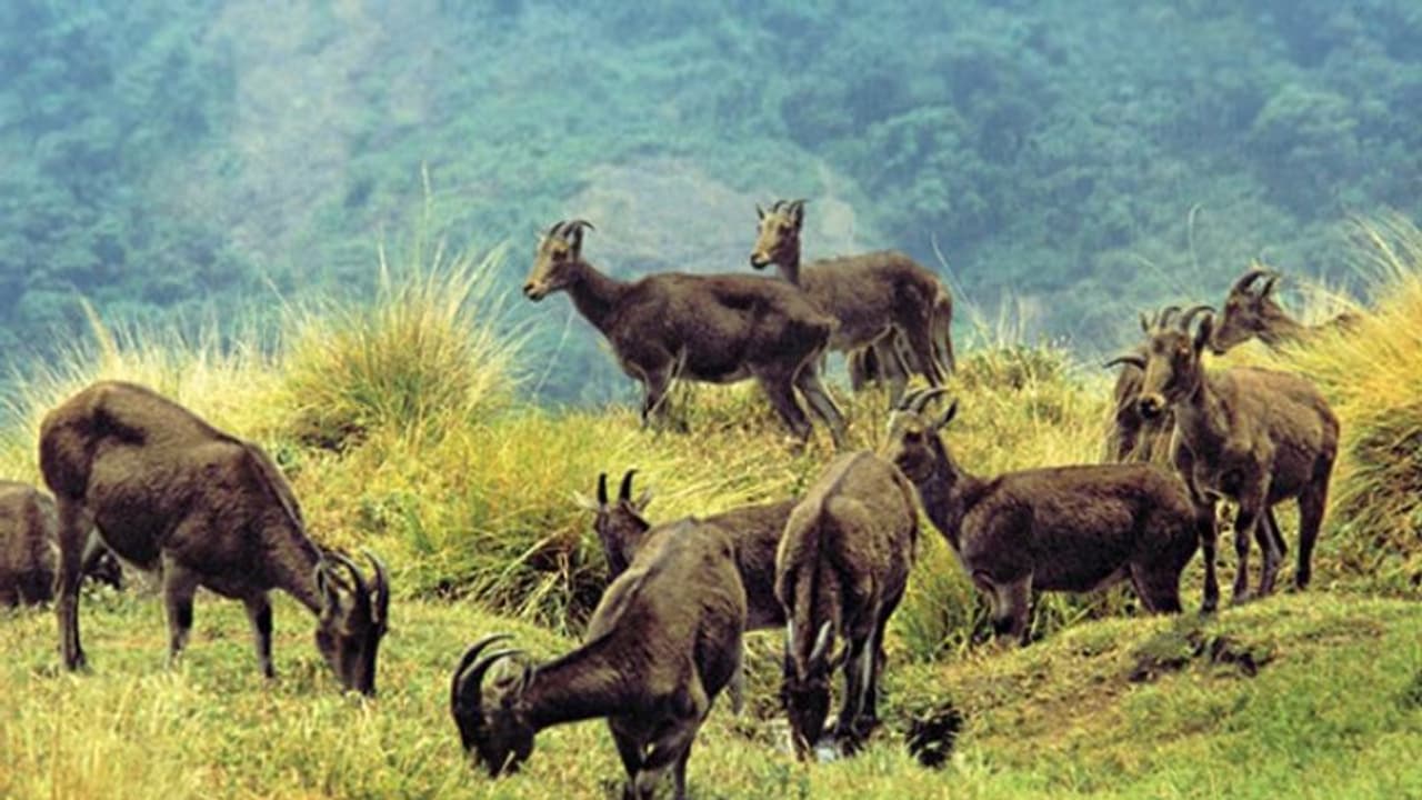 വിനോദസഞ്ചാരകേന്ദ്രങ്ങള് തുറന്നു, കാഴ്ചക്കാരില്ല, ഒരാഴ്ചയില് ഇരവികളത്തെത്തിയത് 150 പേര് മാത്രം വിനോദസഞ്ചാരകേന്ദ്രങ്ങള് തുറന്നു, കാഴ്ചക്കാരില്ല, ഒരാഴ്ചയില് ഇരവികളത്തെത്തിയത് 150 പേര് മാത്രം