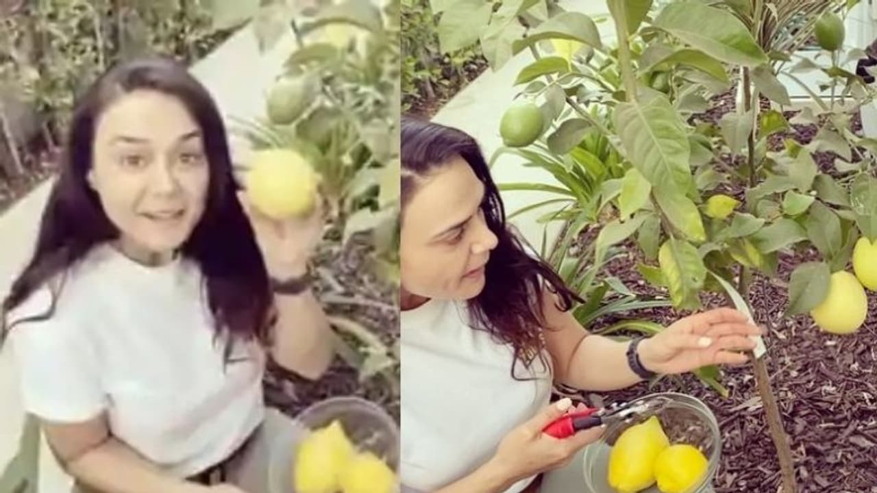 'അതിയായ അഭിമാനം, അമ്മ റോക്ക്സ്റ്റാർ' അടുക്കളത്തോട്ടത്തിൽ നിന്നും നാരങ്ങ വിളവെടുത്ത് പ്രീതി സിന്റ