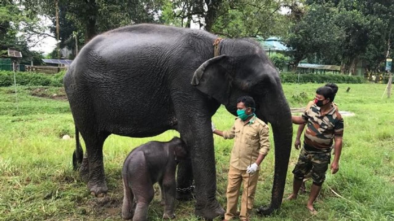 গরুমারা অভয়ারণ্যের নয়া অতিথি, মতিরানীর কোল আলো করে এল সন্তান গরুমারা অভয়ারণ্যের নয়া অতিথি, মতিরানীর কোল আলো করে এল সন্তান