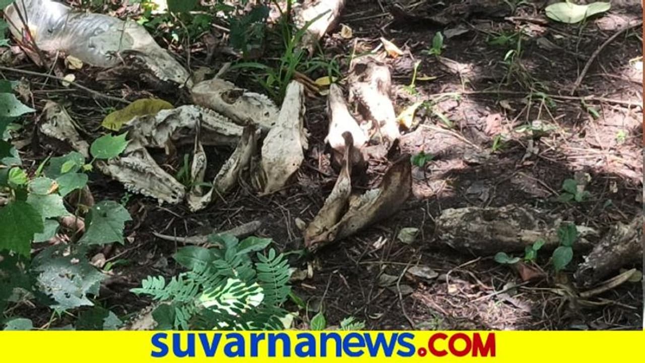 ಮಾಂಸಕ್ಕಾಗಿ ನಾಯಿಗಳ ಸಾಮೂಹಿಕ ಮಾರಣ ಹೋಮ : ನೂರಾರು ತಲೆಬುರುಡೆ ಪತ್ತೆ ಮಾಂಸಕ್ಕಾಗಿ ನಾಯಿಗಳ ಸಾಮೂಹಿಕ ಮಾರಣ ಹೋಮ : ನೂರಾರು ತಲೆಬುರುಡೆ ಪತ್ತೆ