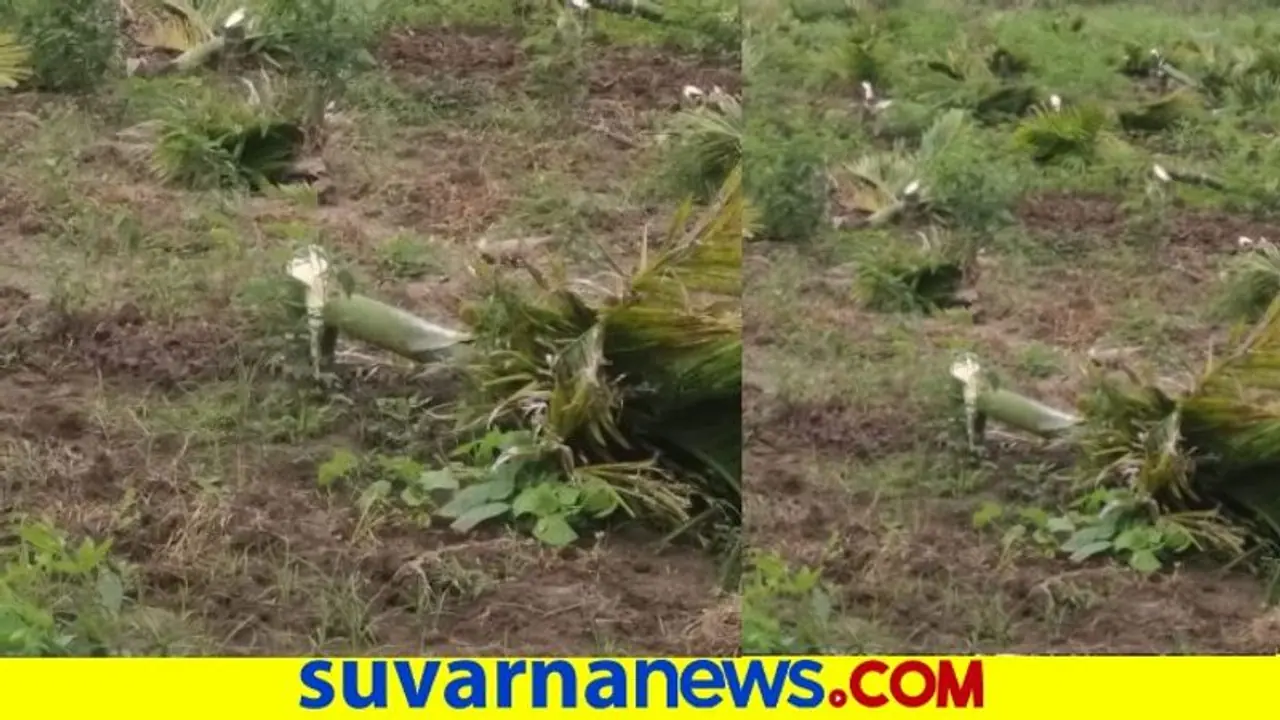 600 ಅಡಕೆ ಮರ ಮಾರಣಹೋಮ : ರೈತನ ಕಣ್ಣೀರೊರೆಸಿ ಆಸರೆಯಾದ ಪಿಎಸ್ಐ 600 ಅಡಕೆ ಮರ ಮಾರಣಹೋಮ : ರೈತನ ಕಣ್ಣೀರೊರೆಸಿ ಆಸರೆಯಾದ ಪಿಎಸ್ಐ