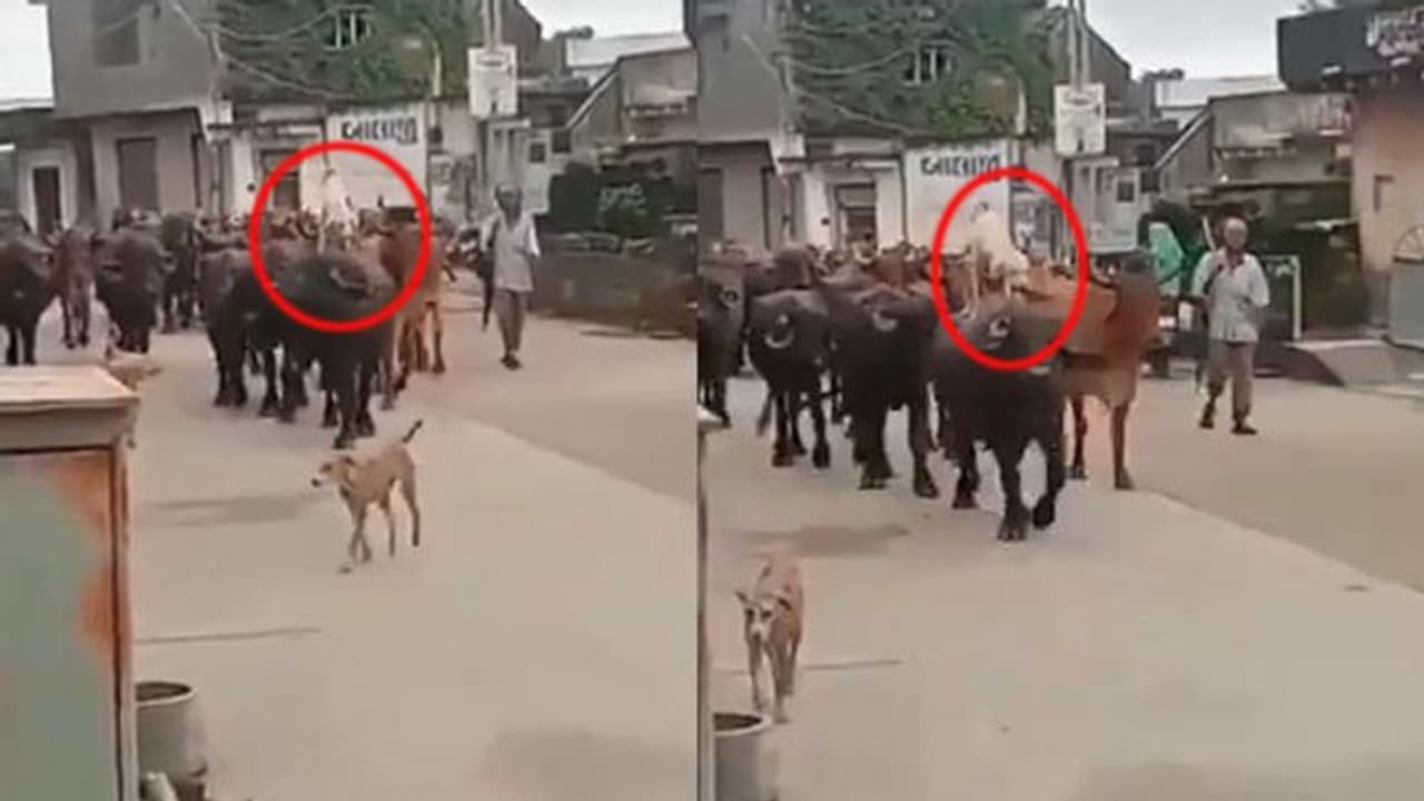 బర్రెపై కుక్క సవారీ.. చుట్టు టైట్ సెక్యూరిటీ, వీడియో వైరల్