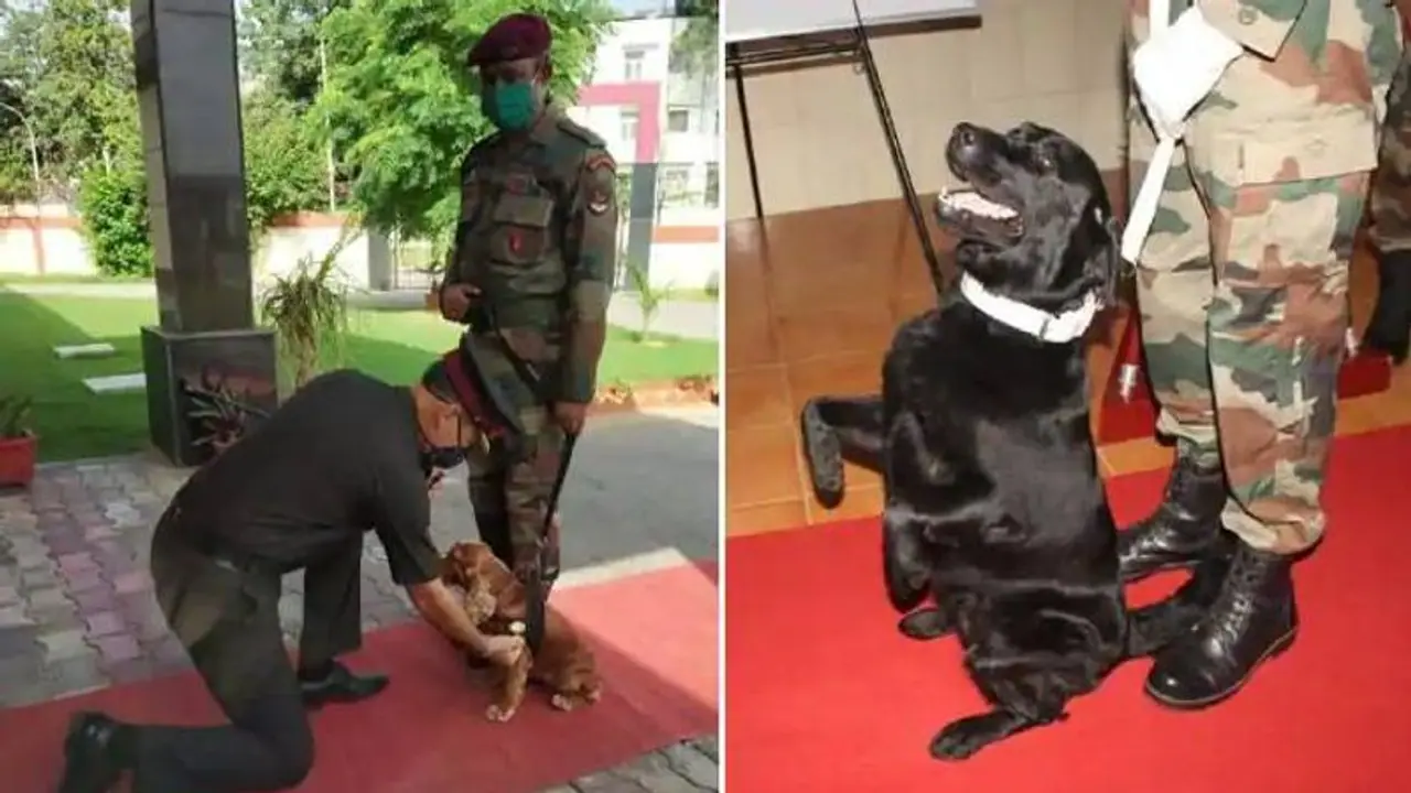 മന് കീ ബാത്തില് പ്രധാനമന്ത്രി പ്രകീര്ത്തിച്ച പട്ടാള നായകള് ഇവിടെയുണ്ട്.! മന് കീ ബാത്തില് പ്രധാനമന്ത്രി പ്രകീര്ത്തിച്ച പട്ടാള നായകള് ഇവിടെയുണ്ട്.!