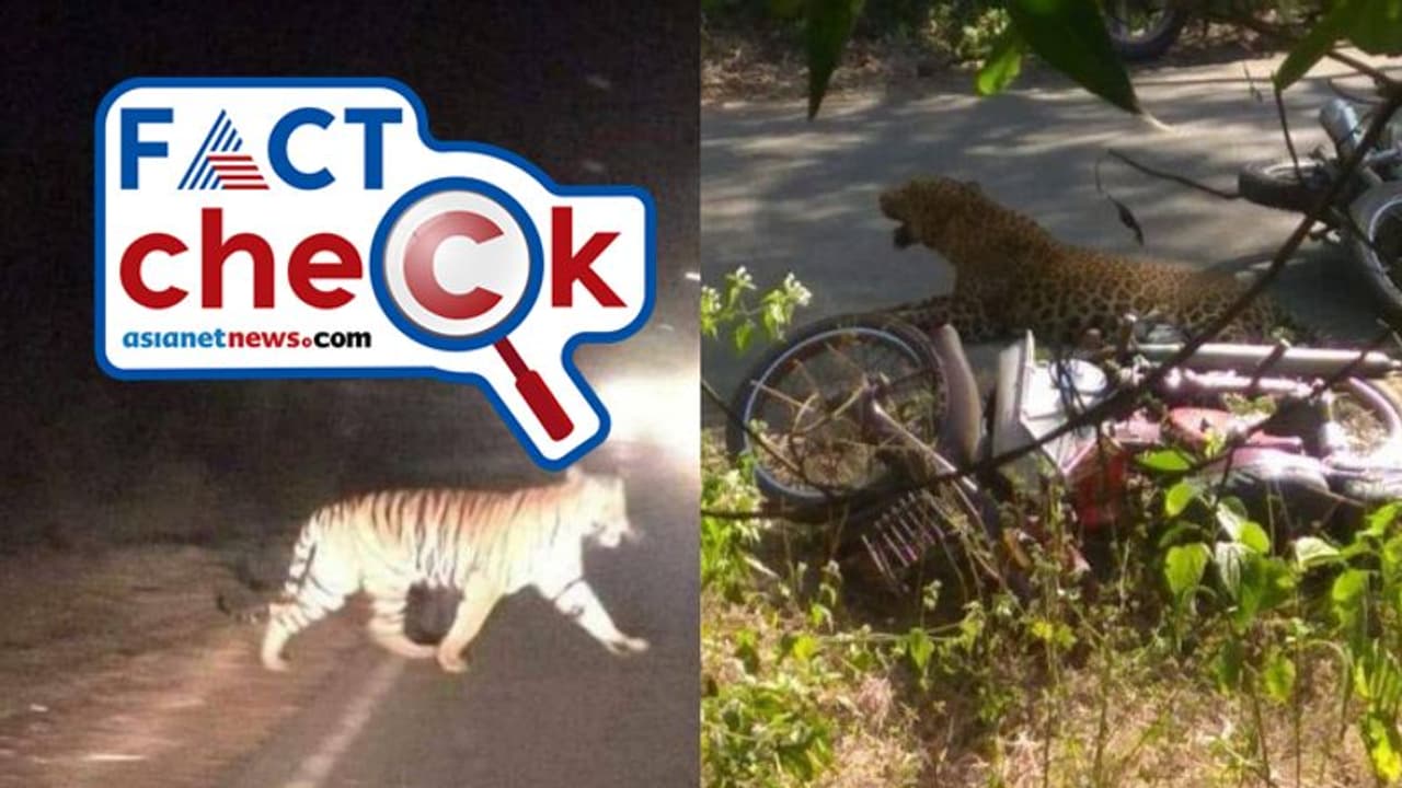 ശ്രീശൈലം റോഡില്‍ പുള്ളിപ്പുലി രണ്ടുപേരെ കടിച്ചുകൊന്നുവെന്ന് ചിത്രങ്ങള്‍ സഹിതം പ്രചാരണം; സത്യമോ?