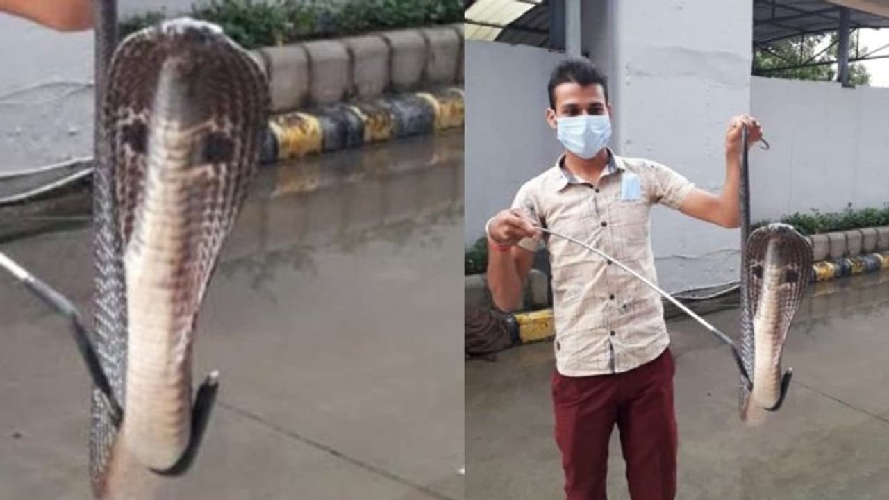 ৪ ফুট লম্বা কোবরা বাসা বেঁধেছিল বেঁধেছিল মেট্রোতে, উদ্ধার করেন সংশ্লিষ্ট কর্মীরা ৪ ফুট লম্বা কোবরা বাসা বেঁধেছিল বেঁধেছিল মেট্রোতে, উদ্ধার করেন সংশ্লিষ্ট কর্মীরা