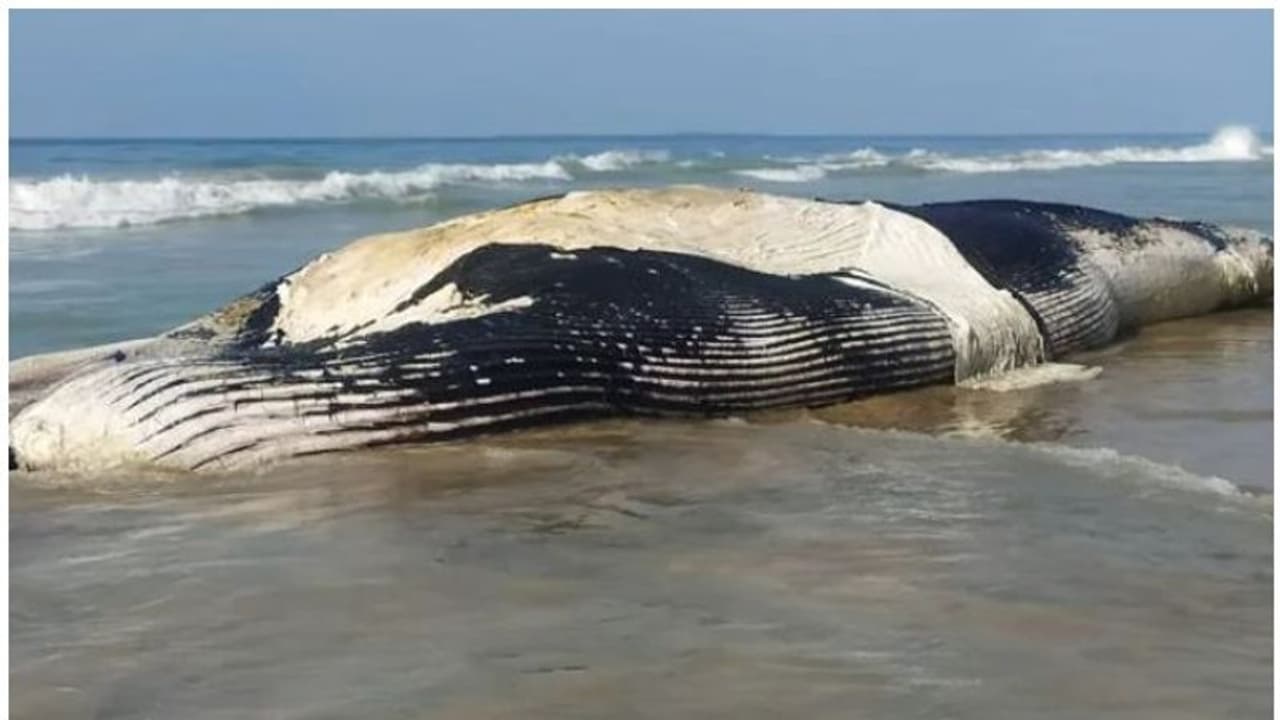 കൂറ്റന് സ്രാവ് കരയ്ക്കടിഞ്ഞ നിലയില്; അമ്പരന്ന് നാട്ടുകാർ കൂറ്റന് സ്രാവ് കരയ്ക്കടിഞ്ഞ നിലയില്; അമ്പരന്ന് നാട്ടുകാർ