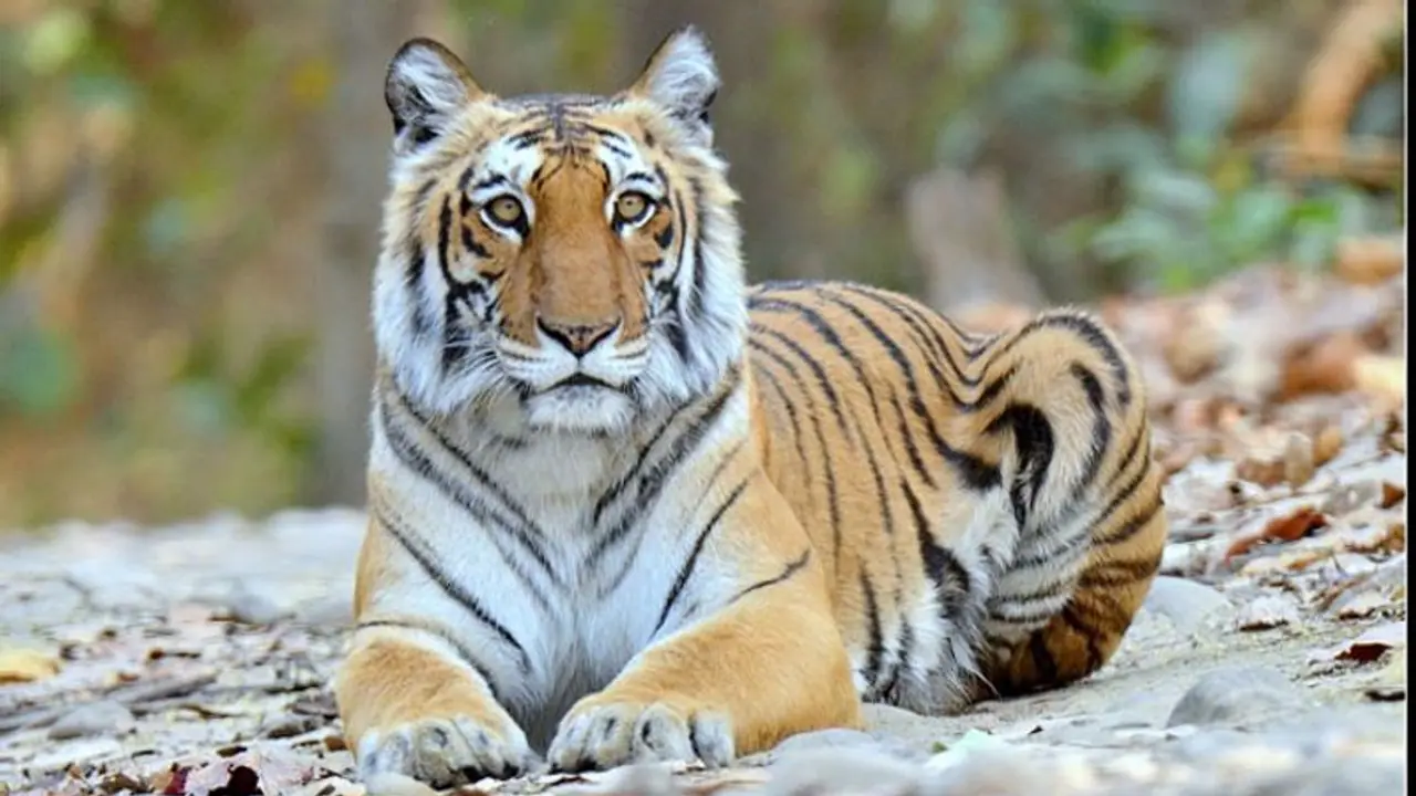 കടുവ വളര്ത്തുമൃഗങ്ങളെ അക്രമിക്കുന്നു, പകല് പോലും പുറത്തിറങ്ങാനാവുന്നില്ല; പ്രതിക്ഷേധവുമായി നാട്ടുകാര് കടുവ വളര്ത്തുമൃഗങ്ങളെ അക്രമിക്കുന്നു, പകല് പോലും പുറത്തിറങ്ങാനാവുന്നില്ല; പ്രതിക്ഷേധവുമായി നാട്ടുകാര്