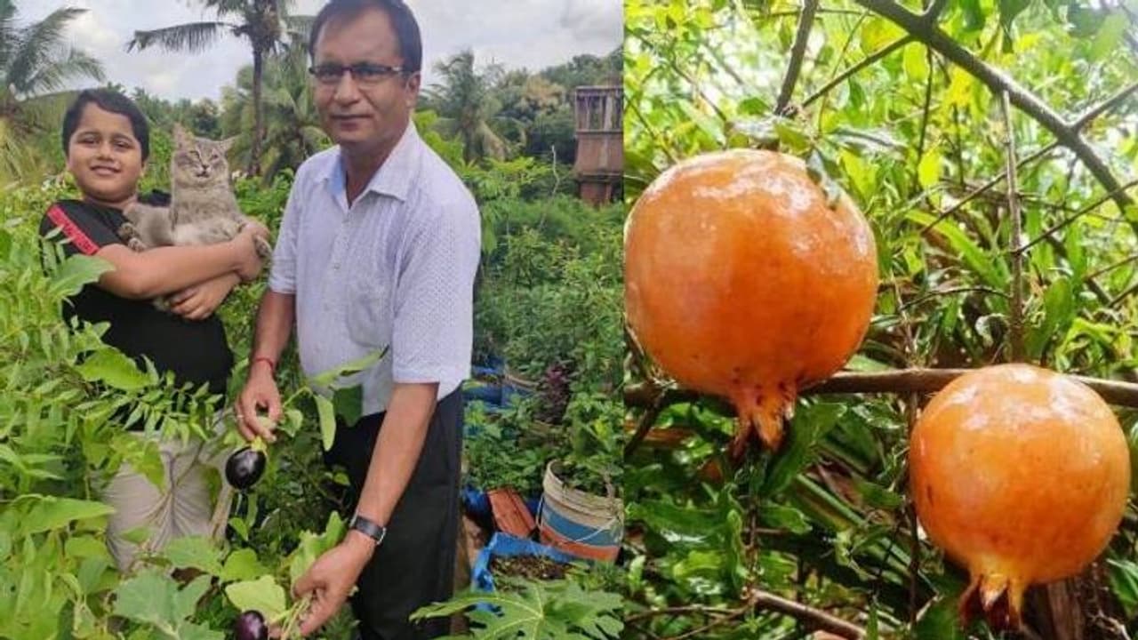ടെറസിലും ബാല്ക്കണിയിലും കൃഷി, ആവശ്യത്തിനുള്ള പഴവും പച്ചക്കറിയും റെഡി ടെറസിലും ബാല്ക്കണിയിലും കൃഷി, ആവശ്യത്തിനുള്ള പഴവും പച്ചക്കറിയും റെഡി