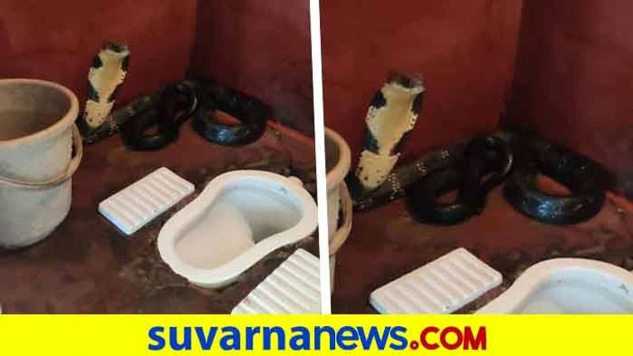 ಕೊಡಗು : ಶೌಚಾಲಯದಲ್ಲಿ ಪತ್ತೆಯಾಯ್ತು ಬೃಹತ್ ಕಾಳಿಂಗ ಸರ್ಪ ಕೊಡಗು : ಶೌಚಾಲಯದಲ್ಲಿ ಪತ್ತೆಯಾಯ್ತು ಬೃಹತ್ ಕಾಳಿಂಗ ಸರ್ಪ