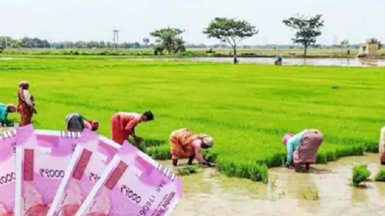 PM Kisan eKYC: ಪಿಎಂ ಕಿಸಾನ್ ಯೋಜನೆ ಇ ಕೆವೈಸಿ ಪೂರ್ಣಗೊಳಿಸದ ರೈತರು ಚಿಂತಿಸಬೇಕಾಗಿಲ್ಲ, ಜುಲೈ 31ರ ತನಕ ಇದೆ ಸಮಯಾವಕಾಶ PM Kisan eKYC: ಪಿಎಂ ಕಿಸಾನ್ ಯೋಜನೆ ಇ ಕೆವೈಸಿ ಪೂರ್ಣಗೊಳಿಸದ ರೈತರು ಚಿಂತಿಸಬೇಕಾಗಿಲ್ಲ, ಜುಲೈ 31ರ ತನಕ ಇದೆ ಸಮಯಾವಕಾಶ