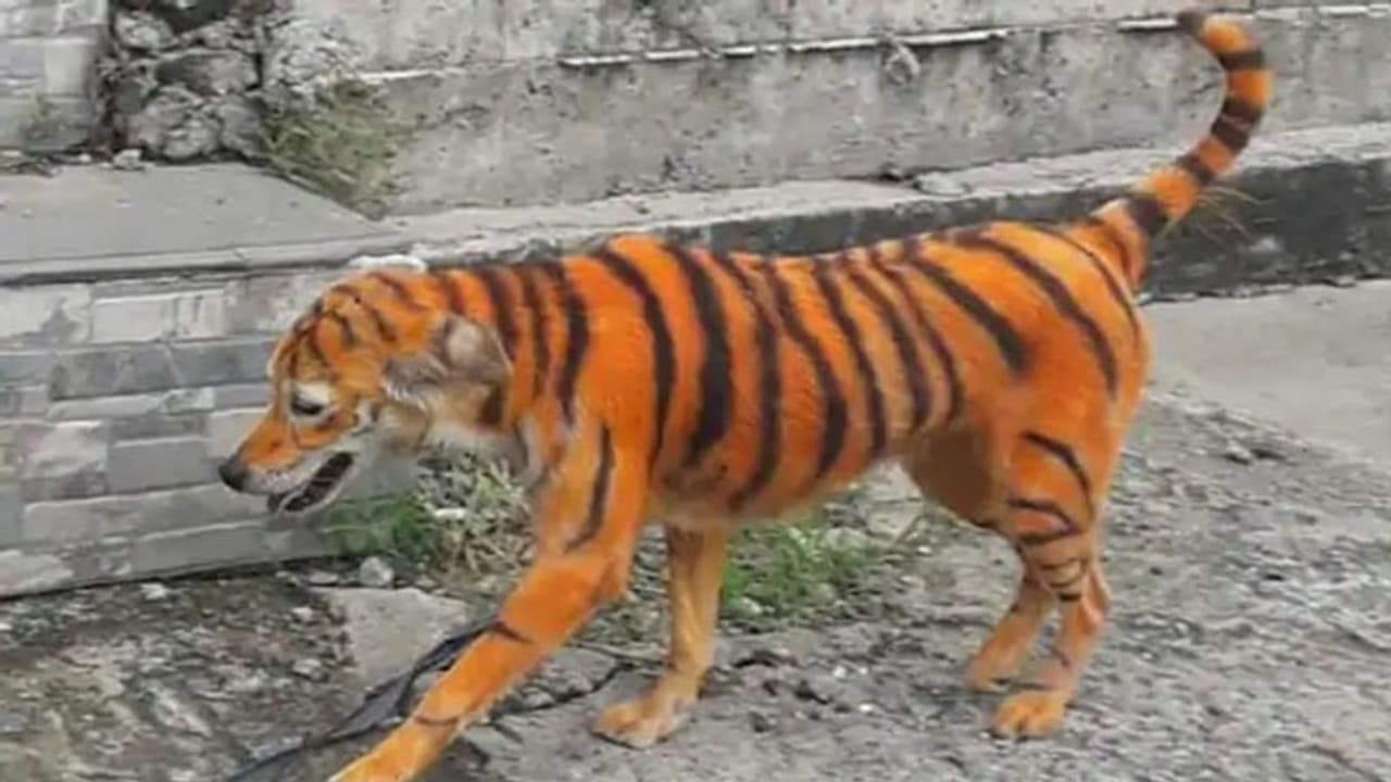 వీధి కుక్క.. పులి వేషం వేస్తే.. వీధి కుక్క.. పులి వేషం వేస్తే..