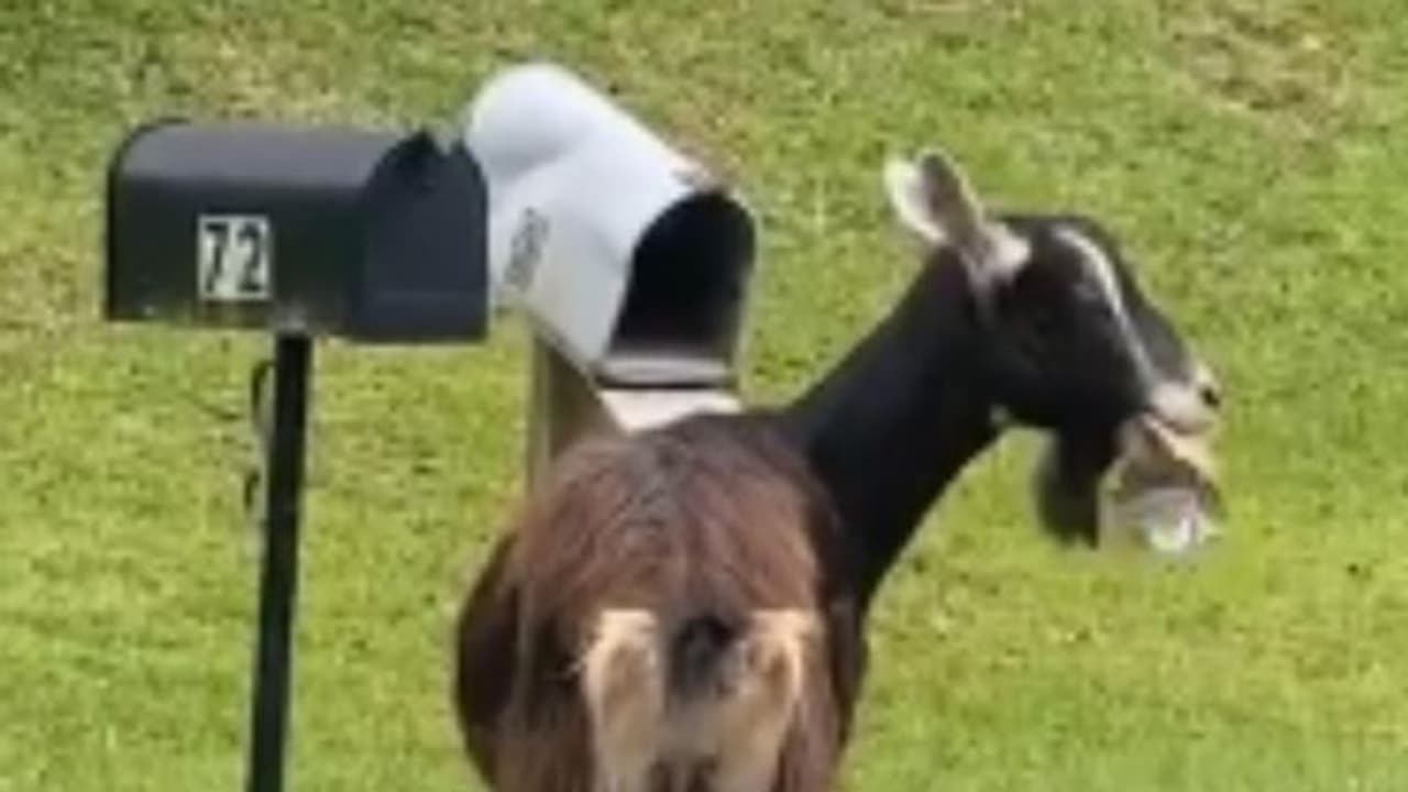 ലെറ്റര് ബോക്സിലെ കത്തുകള് വിഴുങ്ങുന്ന ആട്, വൈറലായി വീഡിയോ ലെറ്റര് ബോക്സിലെ കത്തുകള് വിഴുങ്ങുന്ന ആട്, വൈറലായി വീഡിയോ