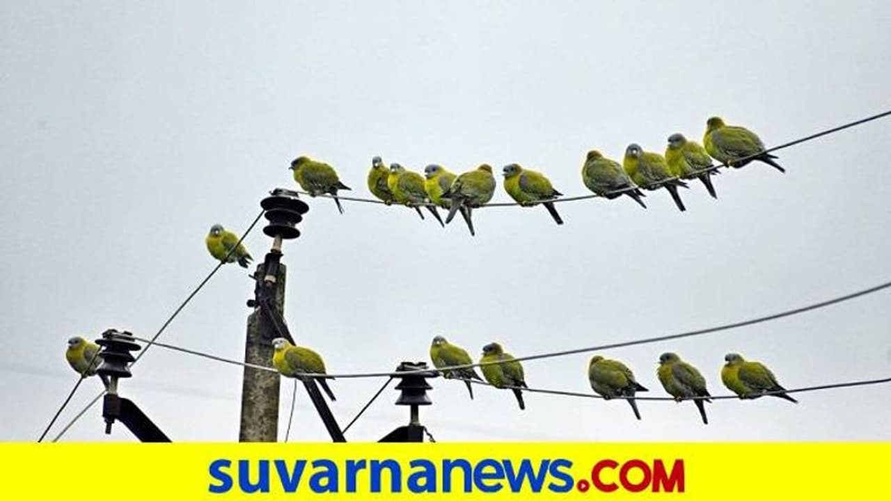 ರಾಣಿಬೆನ್ನೂರಿಗೆ ಬಂದ ಹಸಿರು ಪಾರಿವಾಳ! ರಾಣಿಬೆನ್ನೂರಿಗೆ ಬಂದ ಹಸಿರು ಪಾರಿವಾಳ!