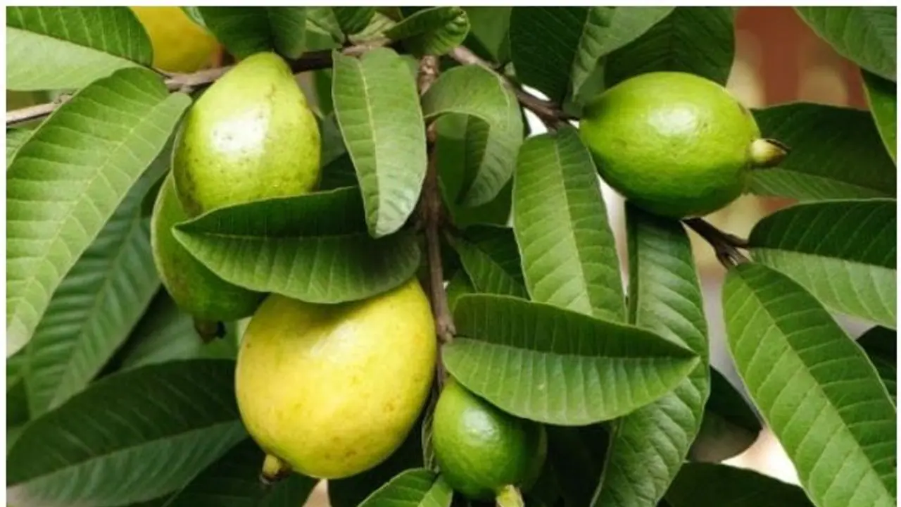 പേരയിലയിട്ട് തിളപ്പിച്ച വെള്ളം കുടിക്കണമെന്ന് പറയുന്നതിന്റെ കാരണം ഇതാണ്...