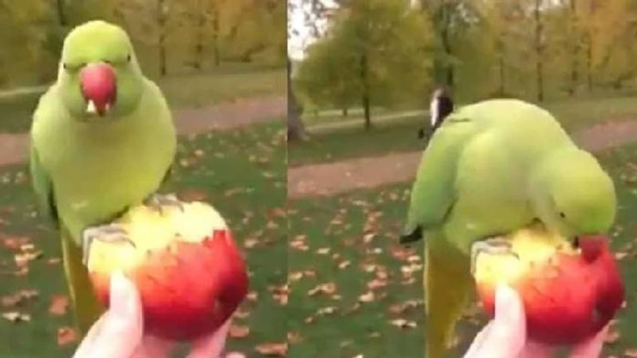 തത്തമ്മയ്ക്ക് കയ്യില്വച്ച് ആപ്പിള് കൊടുക്കുന്ന യുവതി; കൗതുകമായി വീഡിയോ തത്തമ്മയ്ക്ക് കയ്യില്വച്ച് ആപ്പിള് കൊടുക്കുന്ന യുവതി; കൗതുകമായി വീഡിയോ