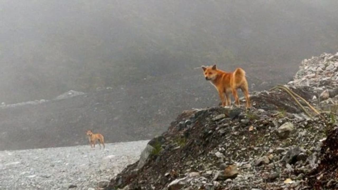 আবারও শোনা যাবে কুকুরের সুরেলা কণ্ঠস্বর, নিউ গিনির সিংগিং ডগ নিয়ে আশার আলো দেখছেন বিজ্ঞানীরা আবারও শোনা যাবে কুকুরের সুরেলা কণ্ঠস্বর, নিউ গিনির সিংগিং ডগ নিয়ে আশার আলো দেখছেন বিজ্ঞানীরা