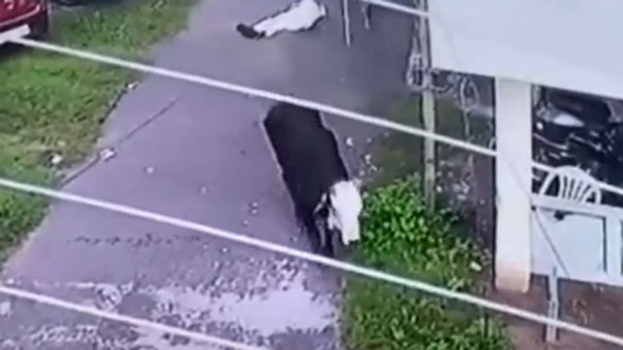 ಸಾರ್ವಜನಿಕರ ಮೇಲೆ ಗೂಳಿ ರೌದ್ರಾವತಾರ: ಬೆಚ್ಚಿಬಿದ್ದ ಜನತೆ ಸಾರ್ವಜನಿಕರ ಮೇಲೆ ಗೂಳಿ ರೌದ್ರಾವತಾರ: ಬೆಚ್ಚಿಬಿದ್ದ ಜನತೆ