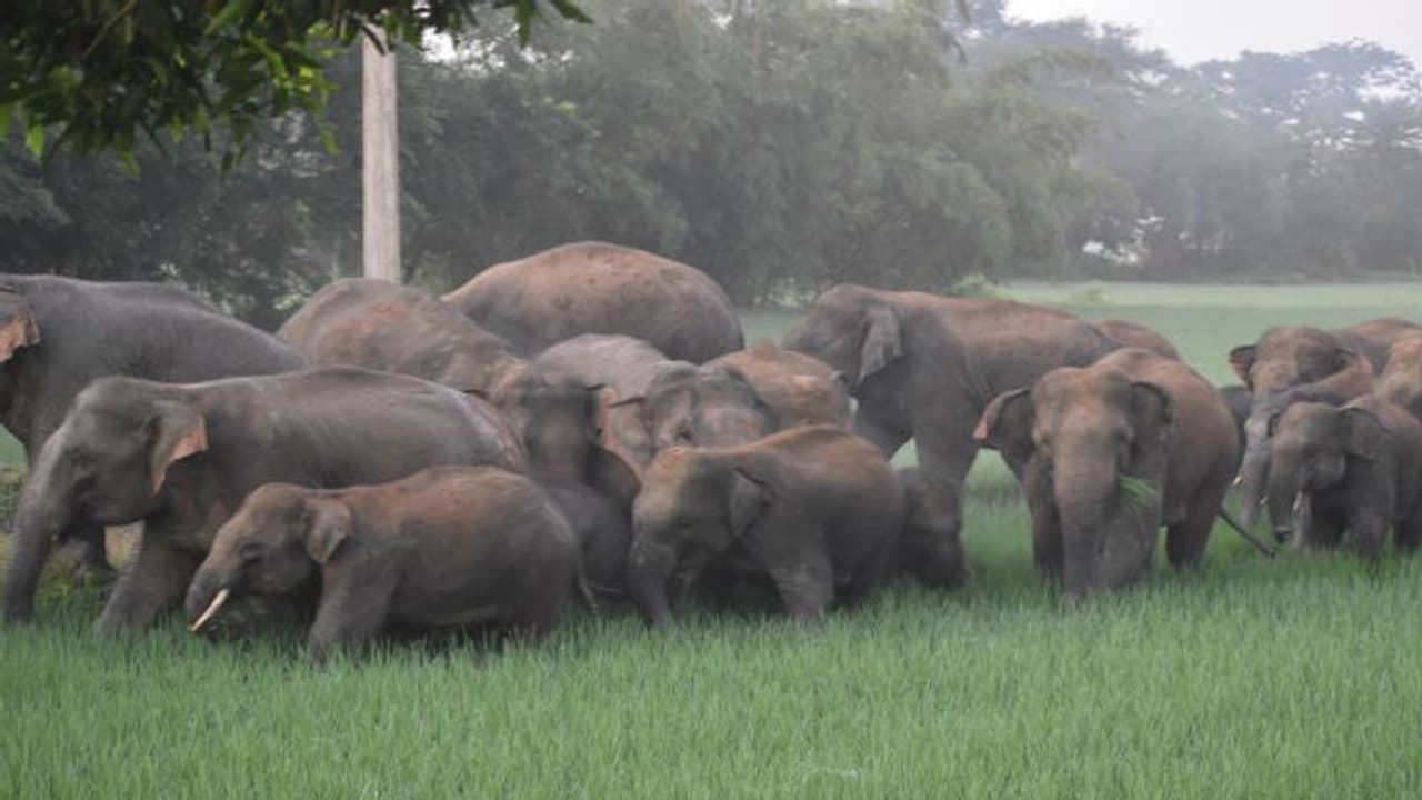 কাকভোরে গ্রামে ঢুকল হাতির পাল, চাষে বড়সড় ক্ষতির আশঙ্কা মেদিনীপুরে কাকভোরে গ্রামে ঢুকল হাতির পাল, চাষে বড়সড় ক্ষতির আশঙ্কা মেদিনীপুরে