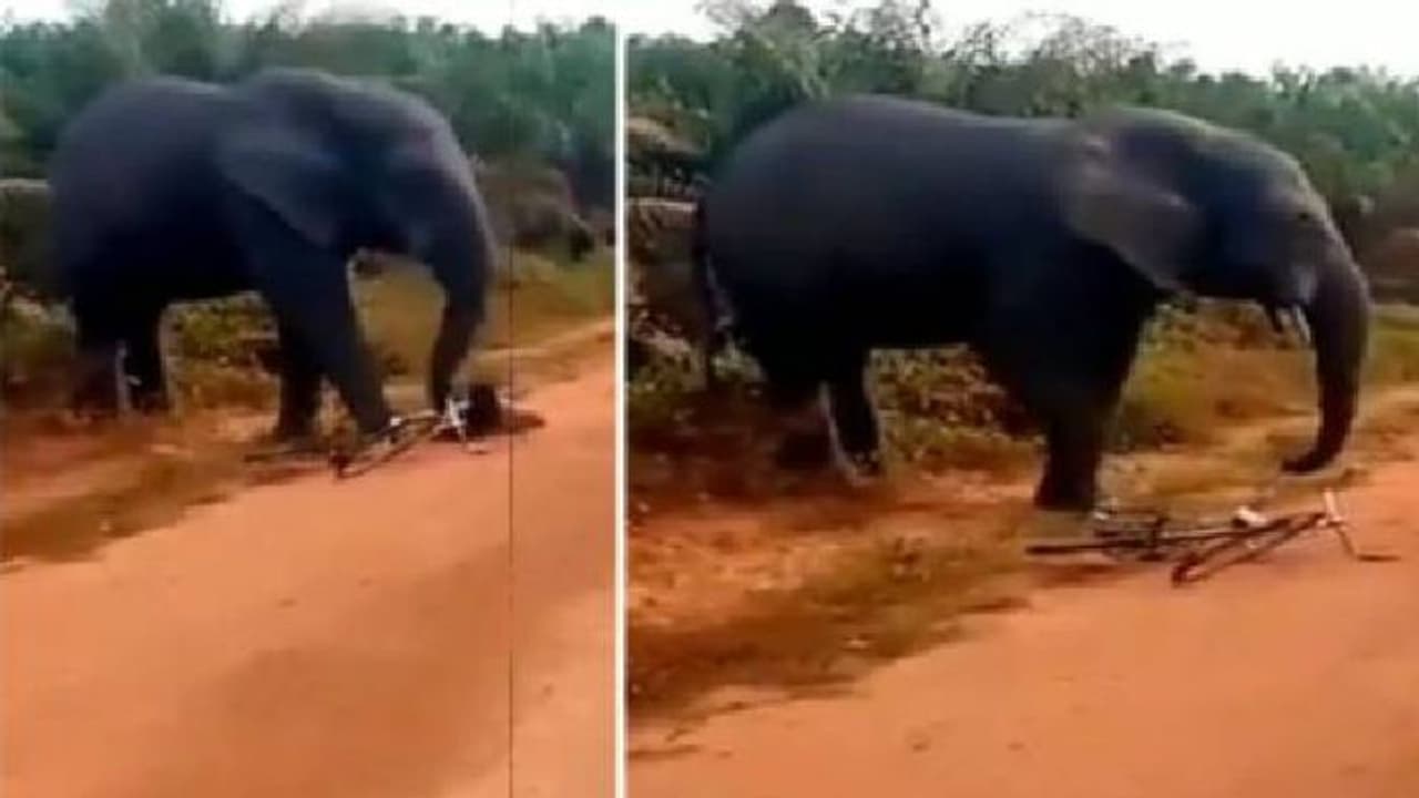 കാട്ടാനയുടെ പിടിയിൽ നിന്ന് യുവാവ് അത്ഭുതകരമായി രക്ഷപ്പെട്ടു; വീഡിയോ വൈറല് കാട്ടാനയുടെ പിടിയിൽ നിന്ന് യുവാവ് അത്ഭുതകരമായി രക്ഷപ്പെട്ടു; വീഡിയോ വൈറല്