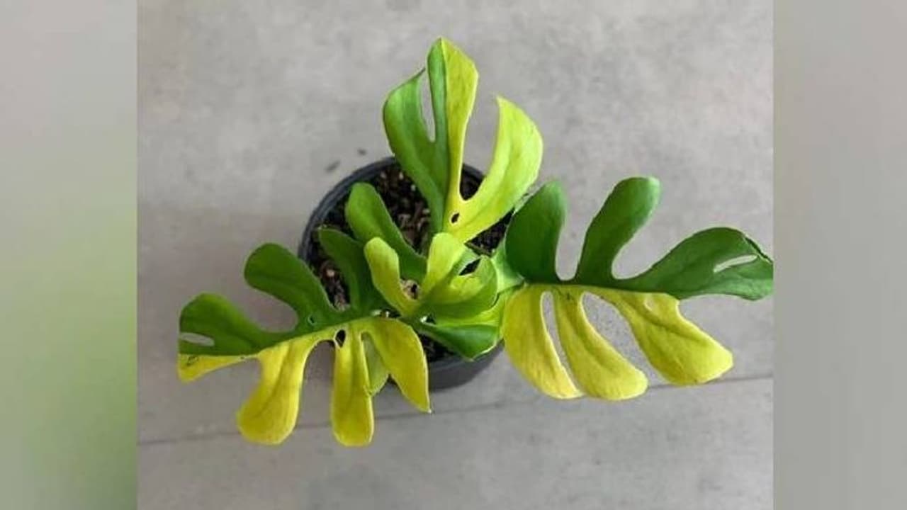 വെറും നാലിലയുള്ള ചെടി വിറ്റുപോയത് നാല് ലക്ഷം രൂപയ്ക്ക് ! വെറും നാലിലയുള്ള ചെടി വിറ്റുപോയത് നാല് ലക്ഷം രൂപയ്ക്ക് !