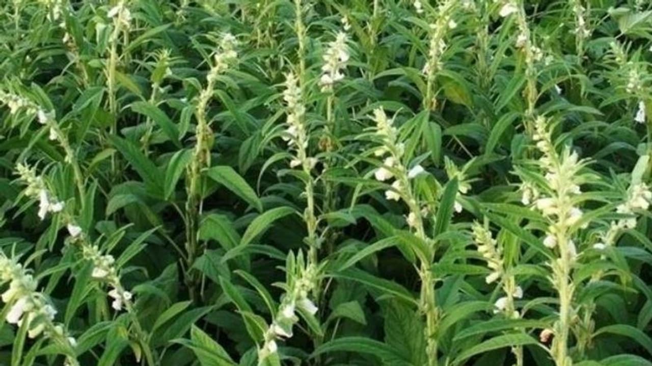 എള്ളിന്റെ ഗുണങ്ങള്‍ പലത്; വേനലിലും മഴയിലും കൃഷി ചെയ്യാം