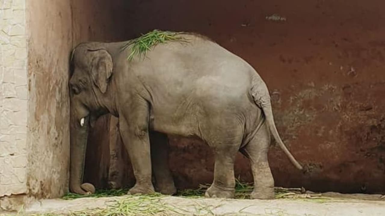 కుప్పంలో విషాదం... ఏనుగు దాడిలో బాలిక మృతి