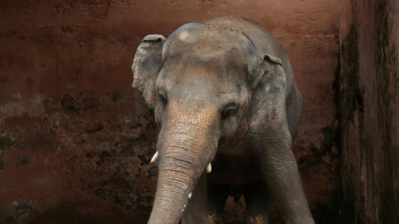 শীত শুরুর আগেই চিড়িয়াখানায় দর্শকের ঢল, ভিড় সামলাতে নয়া পদক্ষেপ আলিপুর চিড়িয়াখানার শীত শুরুর আগেই চিড়িয়াখানায় দর্শকের ঢল, ভিড় সামলাতে নয়া পদক্ষেপ আলিপুর চিড়িয়াখানার