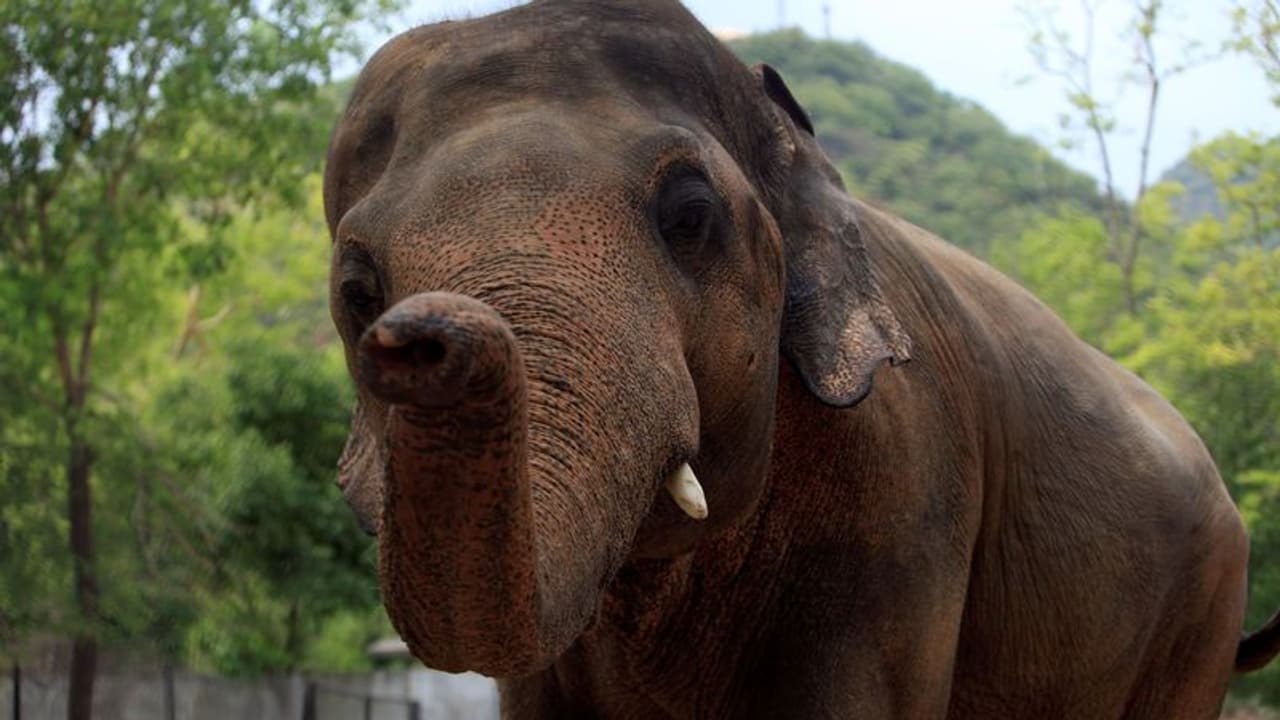 കോട്ടയത്ത് ഇടഞ്ഞ ആന നിരവധി വാഹനങ്ങൾ തകർത്തു കോട്ടയത്ത് ഇടഞ്ഞ ആന നിരവധി വാഹനങ്ങൾ തകർത്തു